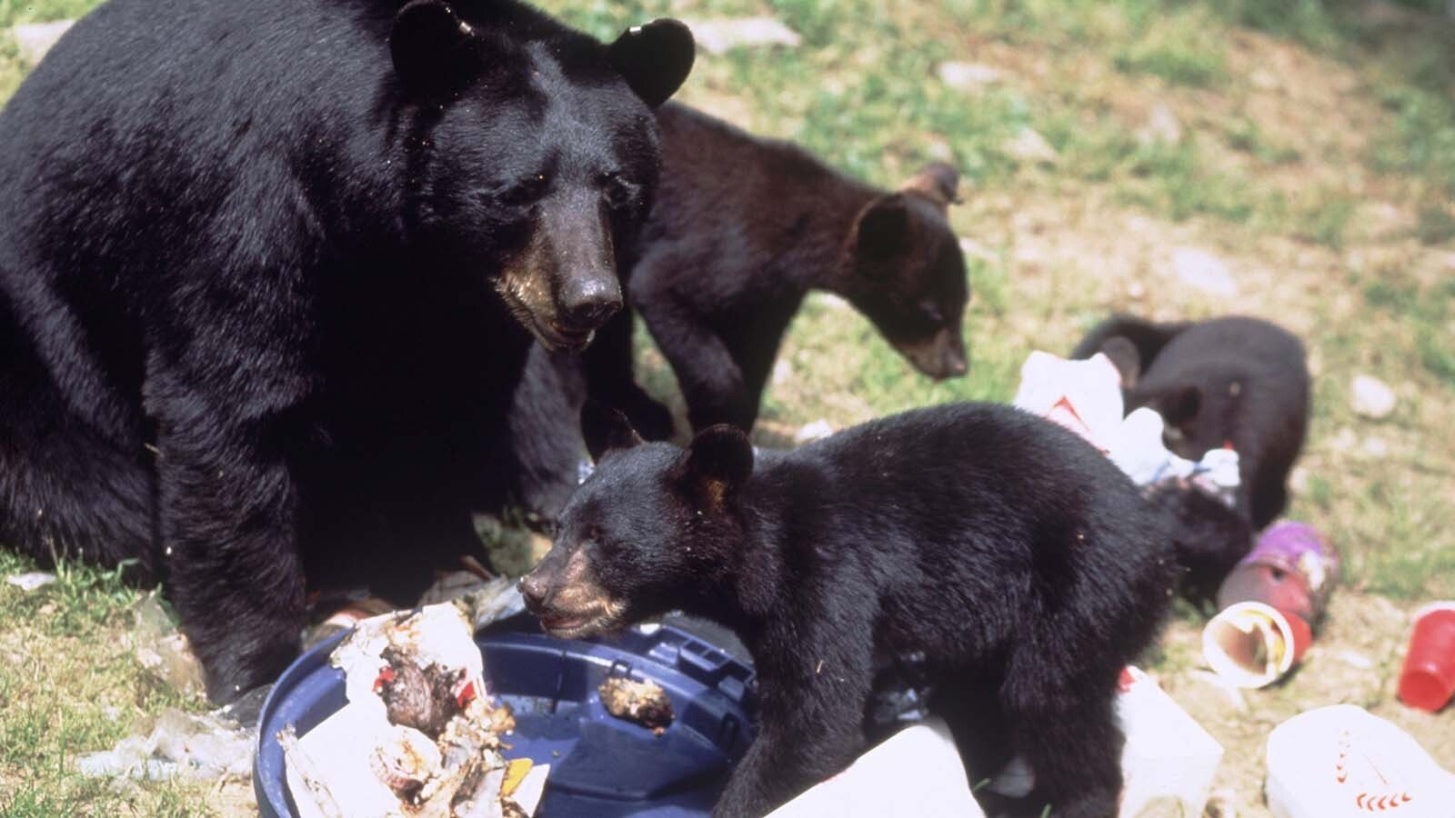 Hunters take heed: Bears with huge appetites are roaming the Greater Yellowstone Ecosystem eating everything and anything they can get. It’s more than just the bears being gluttons, because not bulking up enough this time of year can mean life or death for the bruins.