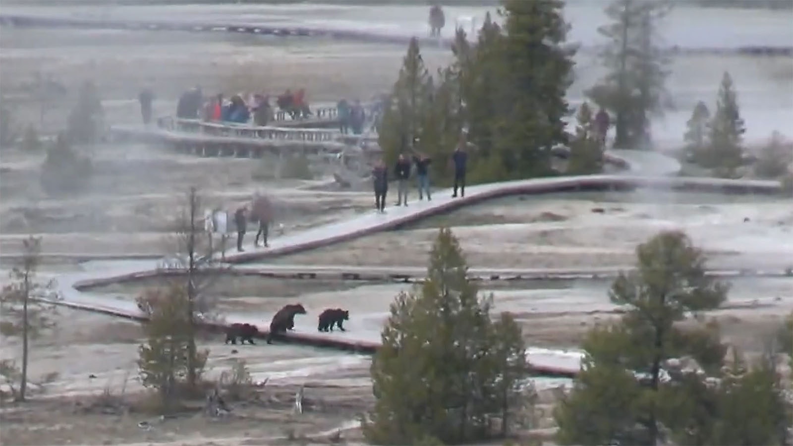 A mother grizzly and her two cubs took a stroll through the Upper Geyser Basin near Old Faithful on Tuesday near crowds of Yellowstone tourist who — shockingly — remained well-behaved around the bears.