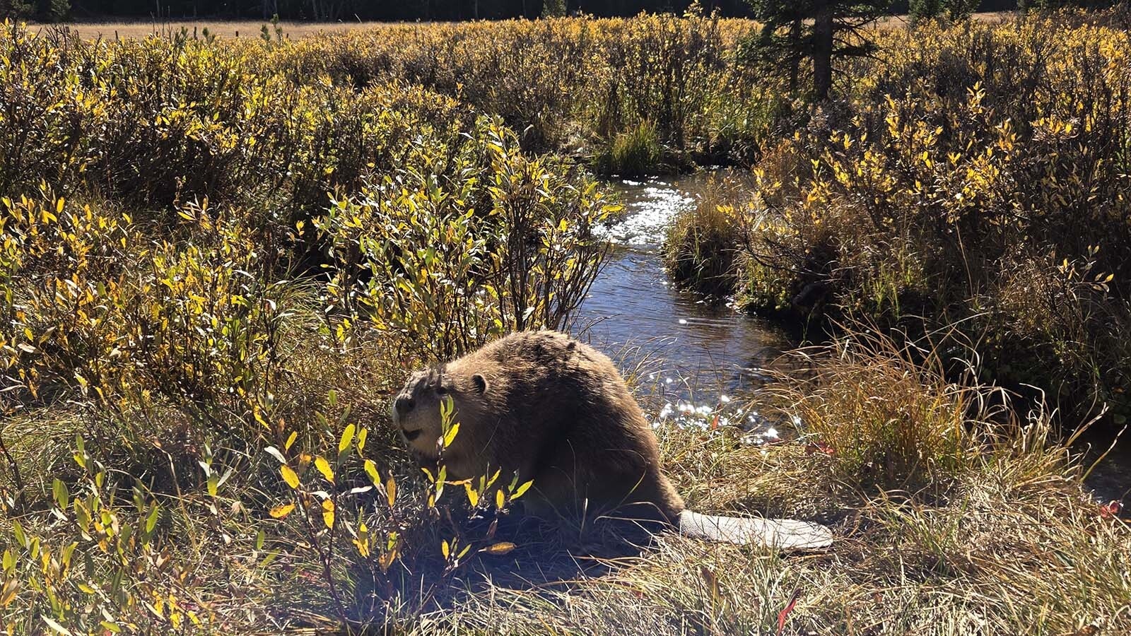 This beaver, trapped elsewhere, was released on the Bighorn National Forest in 2024. The Wyoming Game and Fish Department and the U.S. Forest Service are trying to boost the struggling beaver population there.