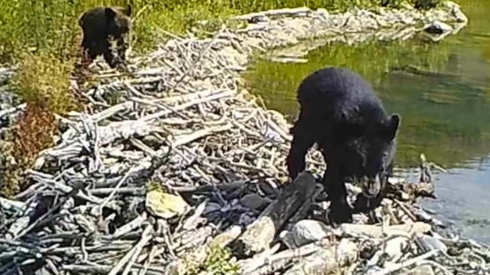 A pair of young black bears use this beaver dam as a bridge to cross a Wyoming creek.