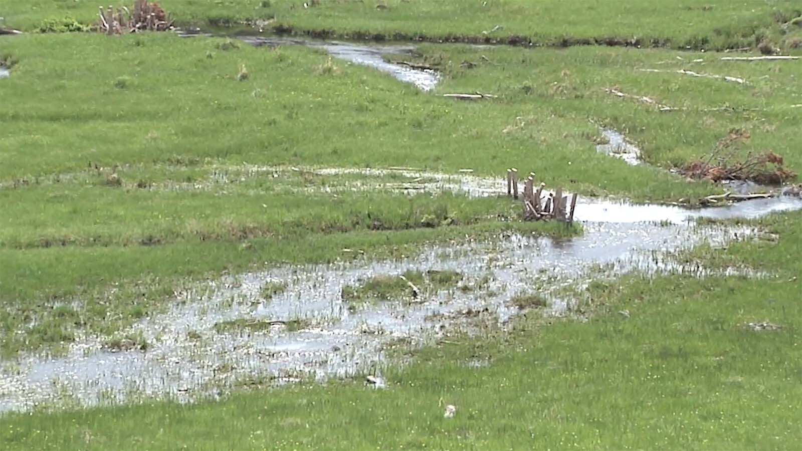 The population of beavers on the Bighorn National Forest in Wyoming has declined by more half in recent years. Officials have built roughly 150 artificial beaver dams to make up for it.