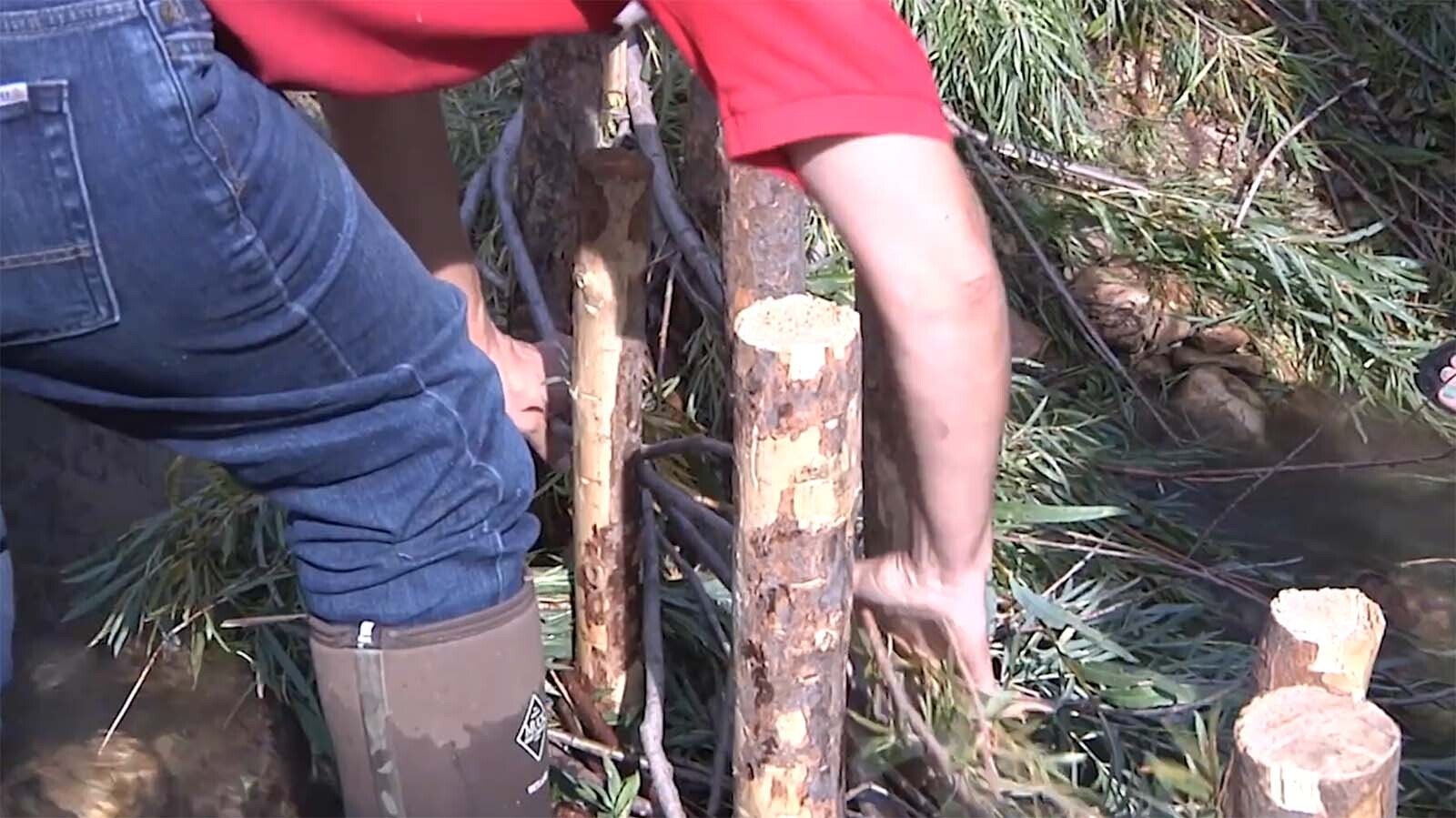 The population of beavers on the Bighorn National Forest in Wyoming has declined by more half in recent years. Officials have built roughly 150 artificial beaver dams to make up for it.