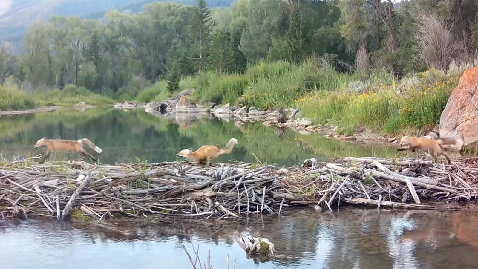 A family of foxes find this beaver dam handy for crossing this creek.