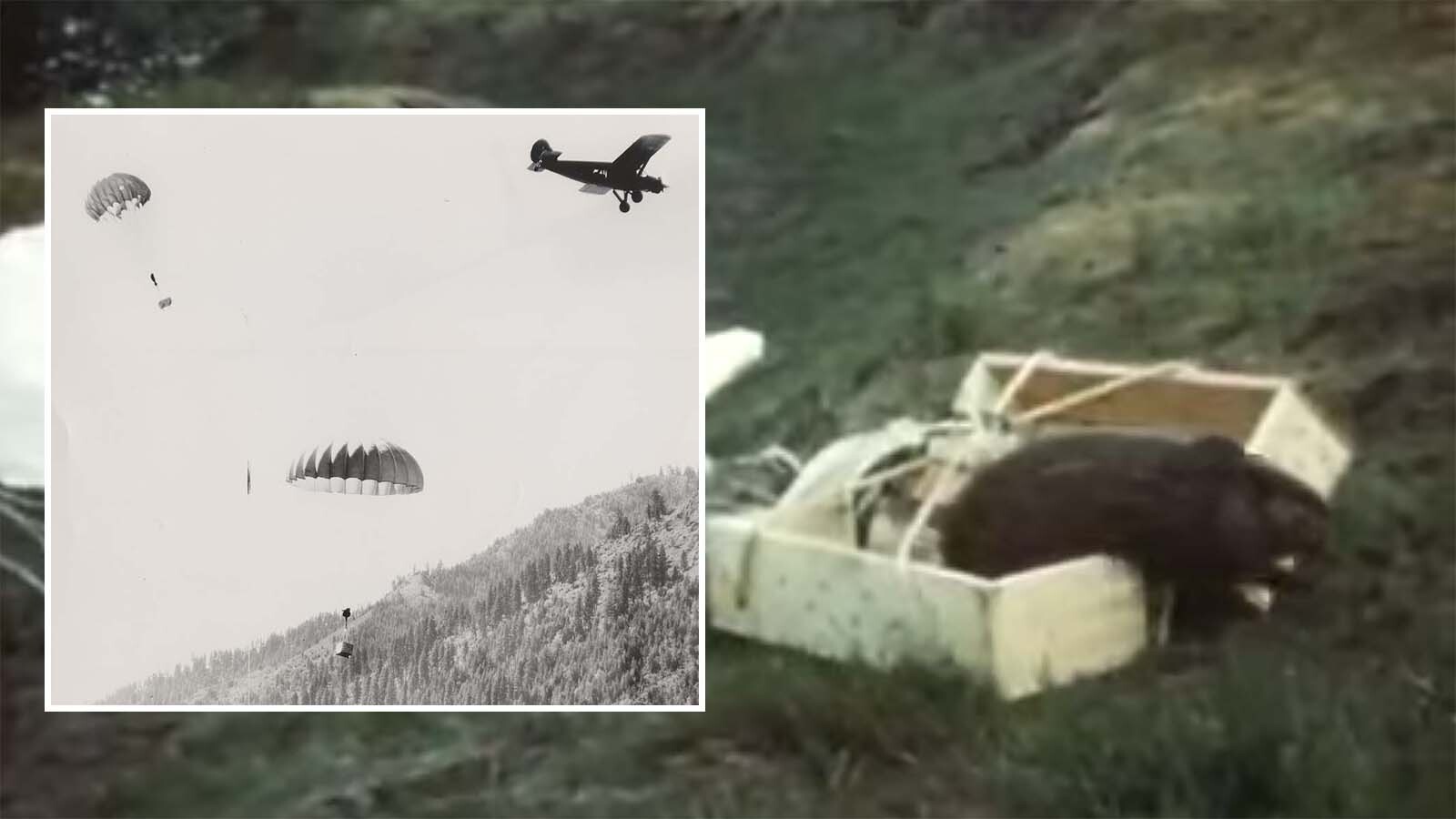 In 1948, Idaho Fish and Game loaded beavers into wooden crates, attached to parachutes. They were loaded onto planes and air dropped into the remote wilderness.