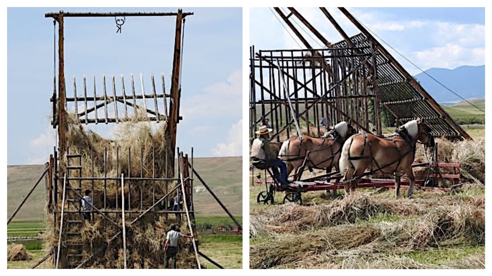 Horses with a rake push hay to be loaded onto the beaver slide hay stacker at the Grant-Kohrs Ranch National Historic Site.
