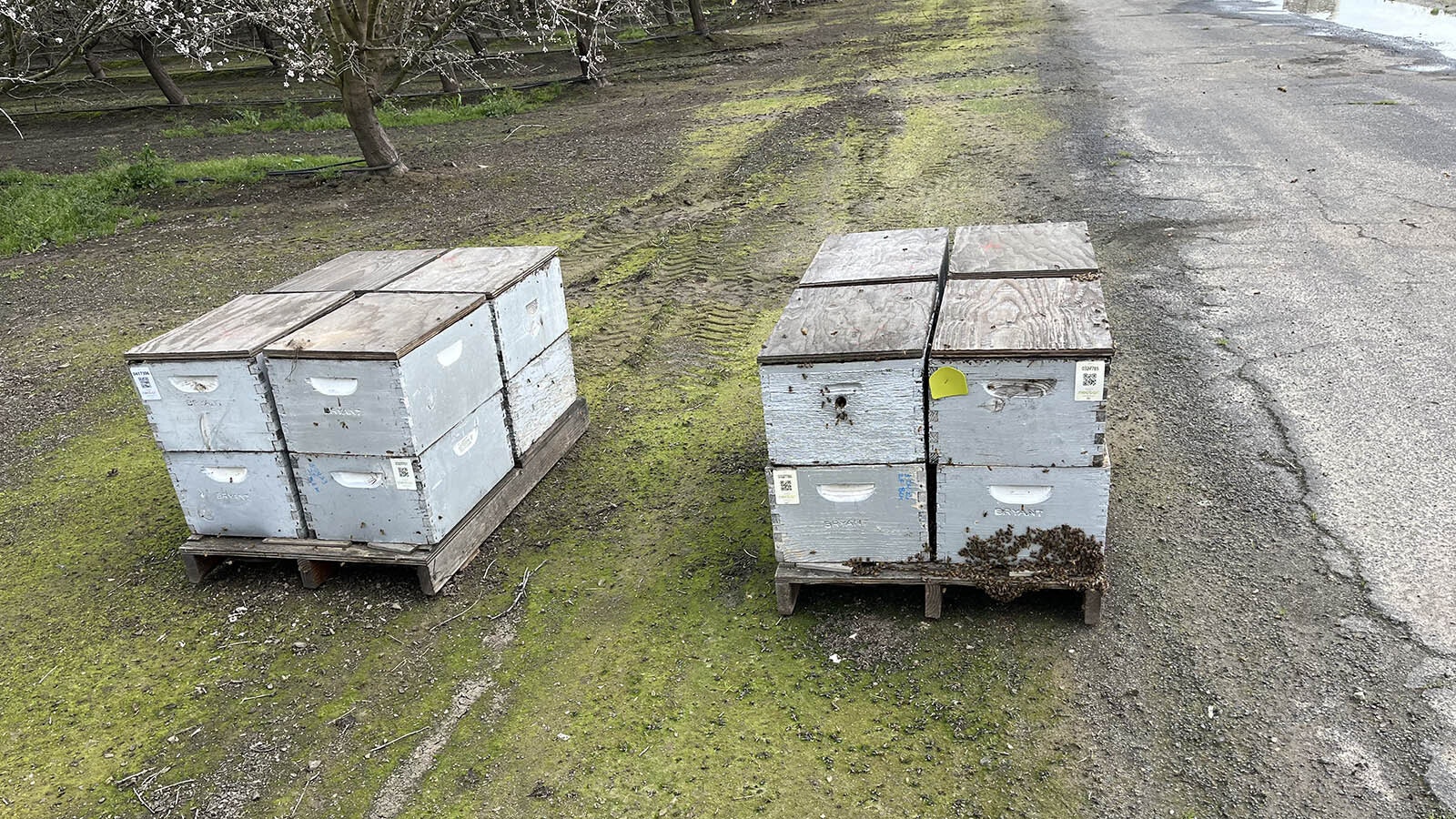 Boxes of beehives from Bryant Honey Inc. in Worland are transported to California each year to pollenate almond crops. But thieves in California have been stealing hives.
