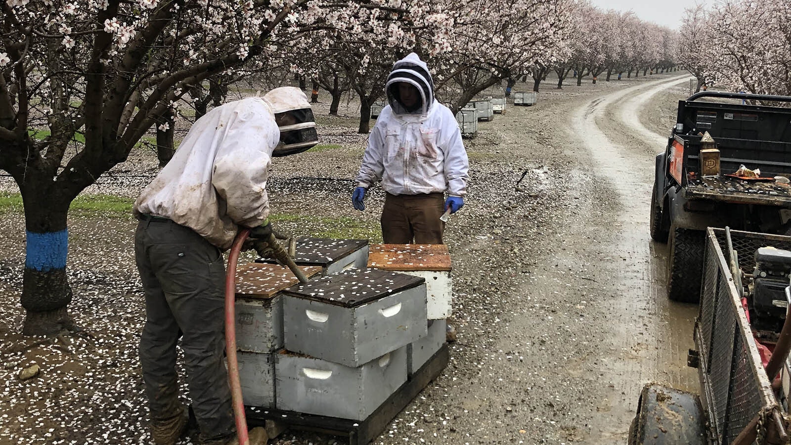 Bryant Honey Inc. of Worland sends thousands of beehives to California to pollinate almond groves. But they must be wary of California bee theft rings.