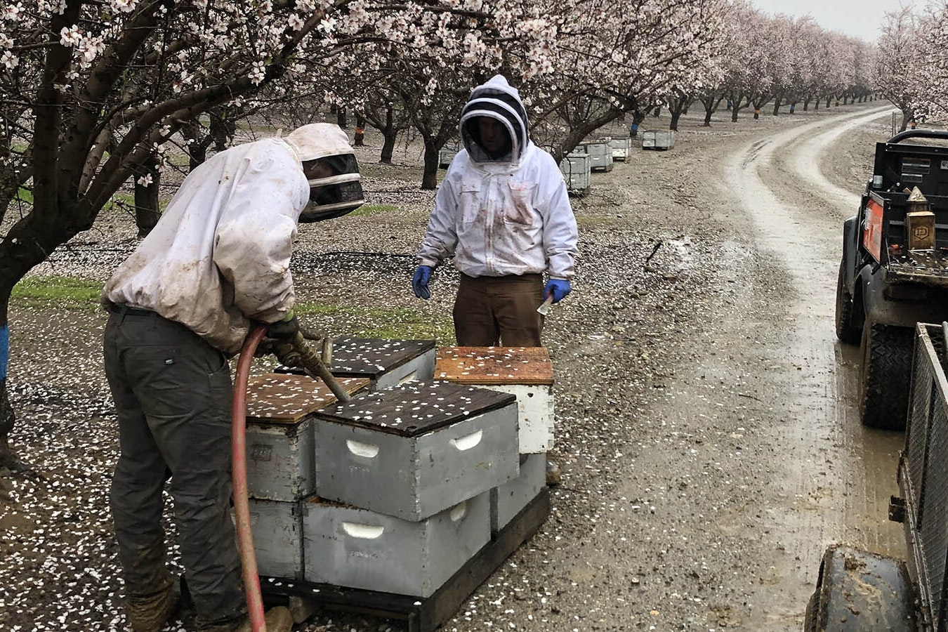 Bryant Honey Inc. of Worland sends thousands of beehives to California to pollinate almond groves. But they must be wary of California bee theft rings.
