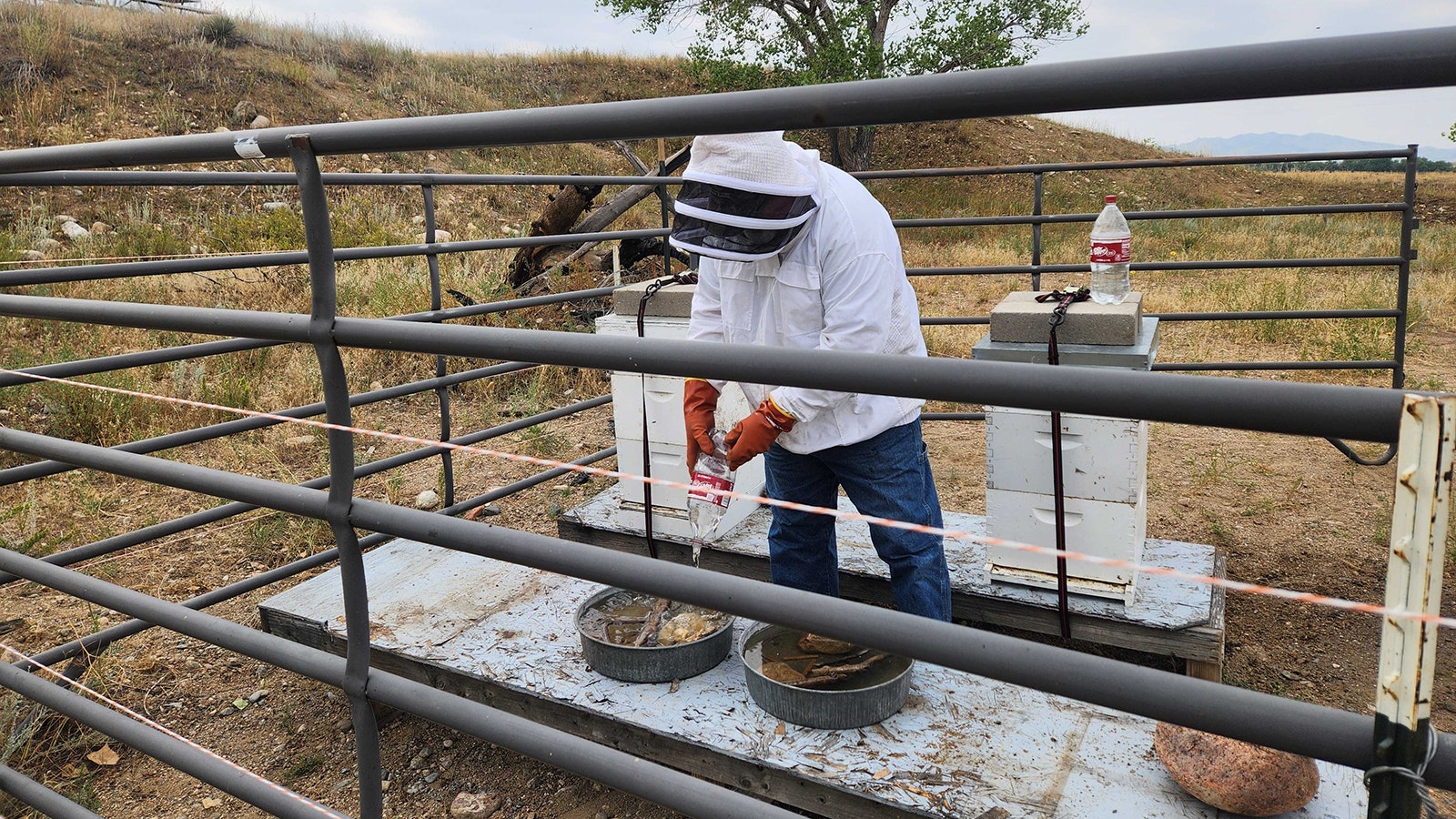 Pete Herman dons his protective gear as he steps into the bee enclosure.