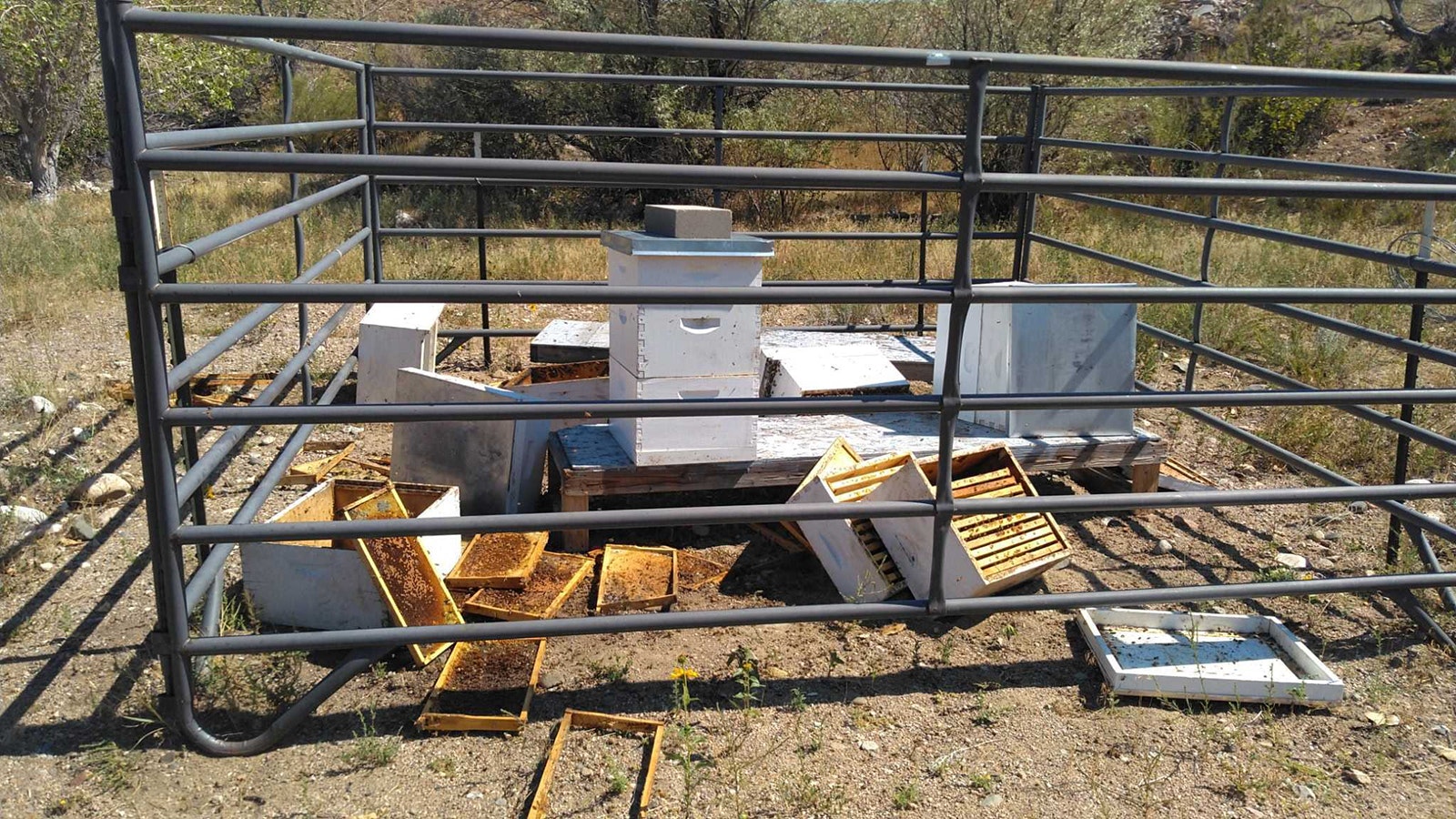 A Wheatland beekeeper has installed an electric fence and surveillance after his hives were ransacked this week. A tuft of fur points to a hungry bear, which he fears will return to get the rest of his honey.