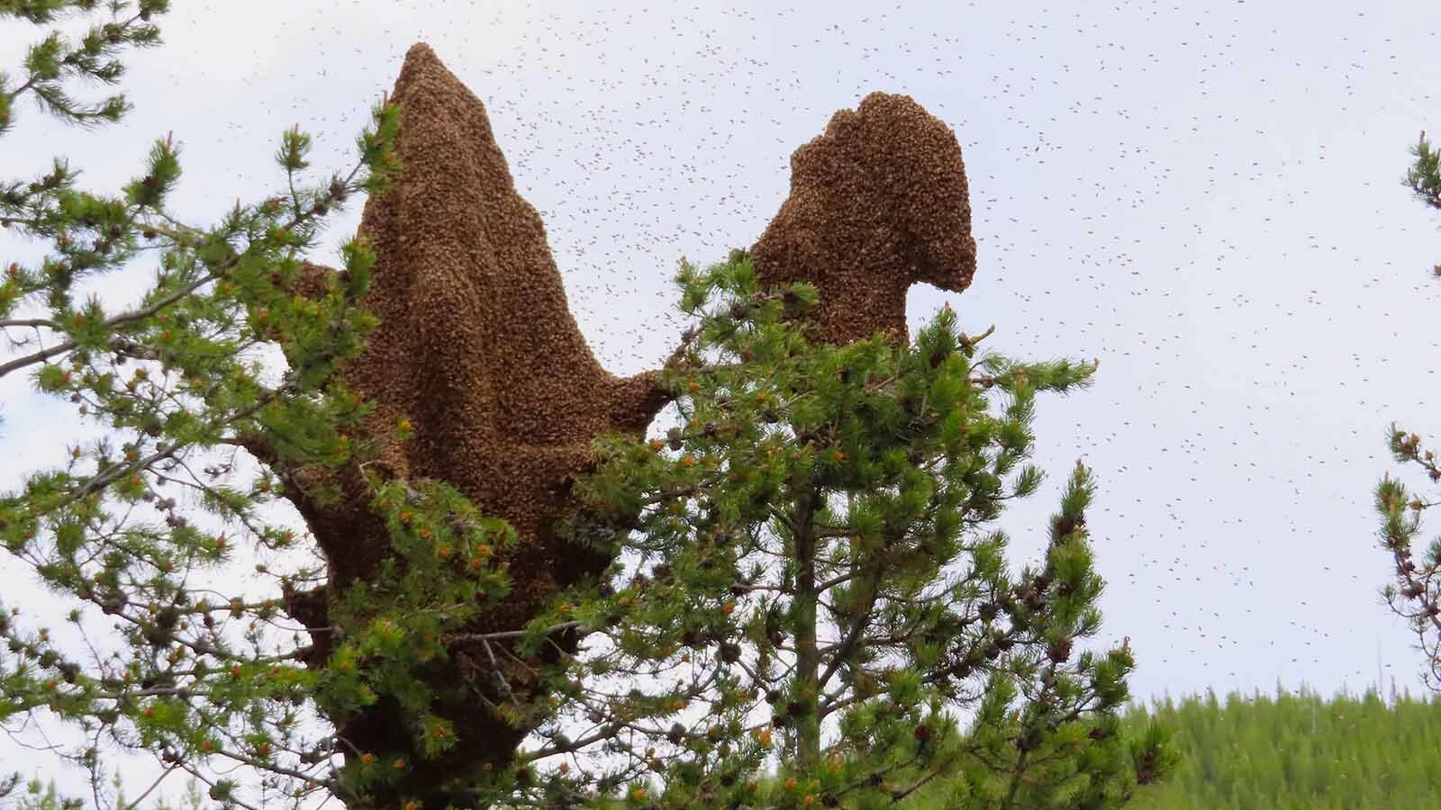 A "bee tree" near U.S. Highway 191 in Yellowstone National Park. Cheyenne "bee whisperer" Michael Jordan said this is what honeybees do when trying to establish a new hive, but this is a temporary solution until they've started building a new hive in a permanent location.