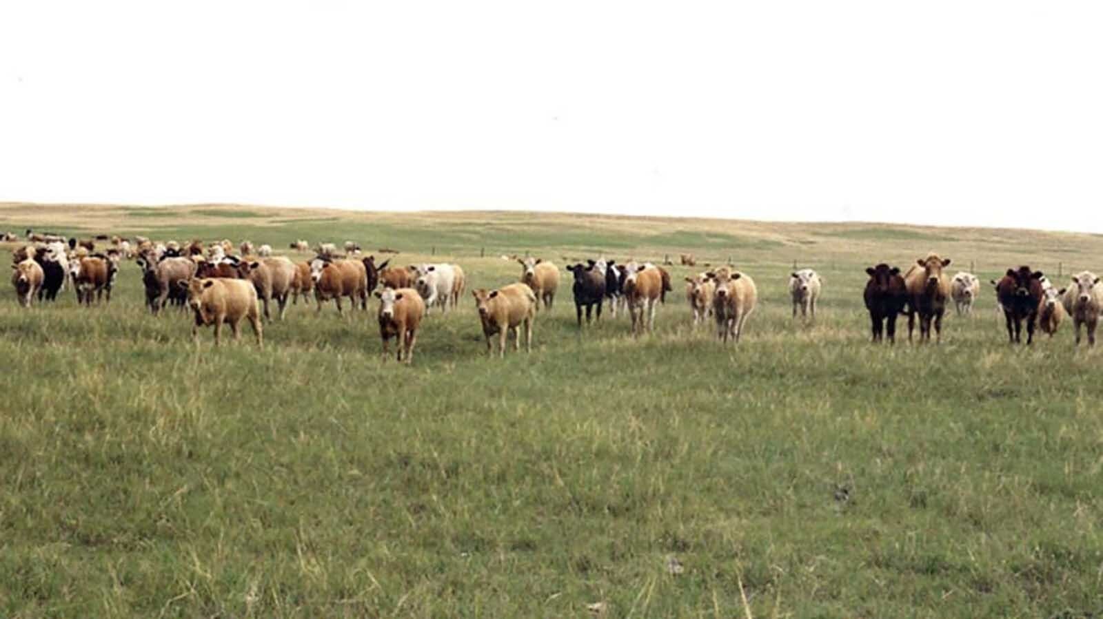 The sale of the Muleshoe Ranch near Torrington reflects the complex web of forces driving up cattle prices and creating shifts in the beef industry.