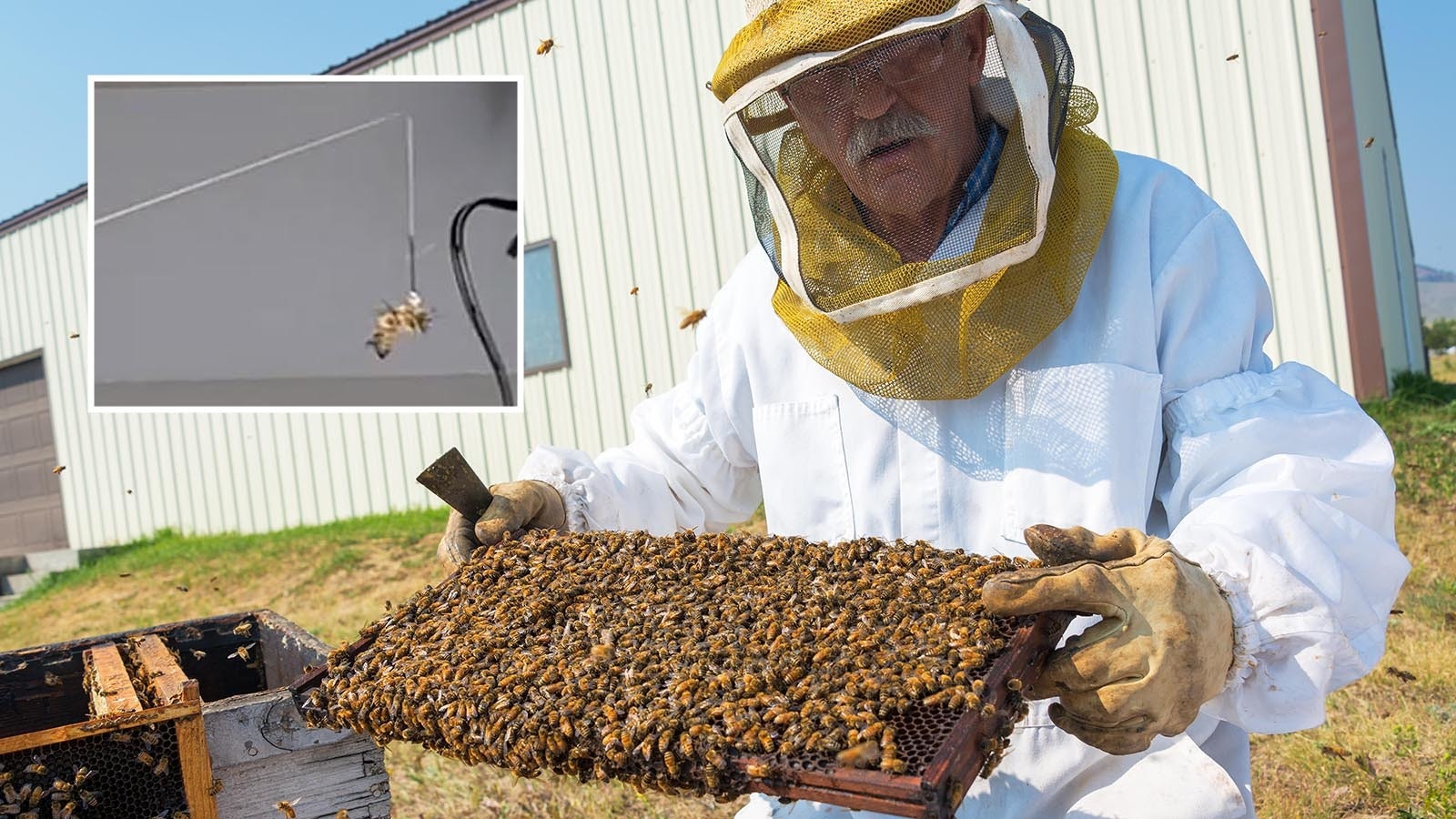 Montana State University researchers are testing immune-boosting supplements on honeybees. They’re also strapping the bees into machines for live flight tests and other scientific study.