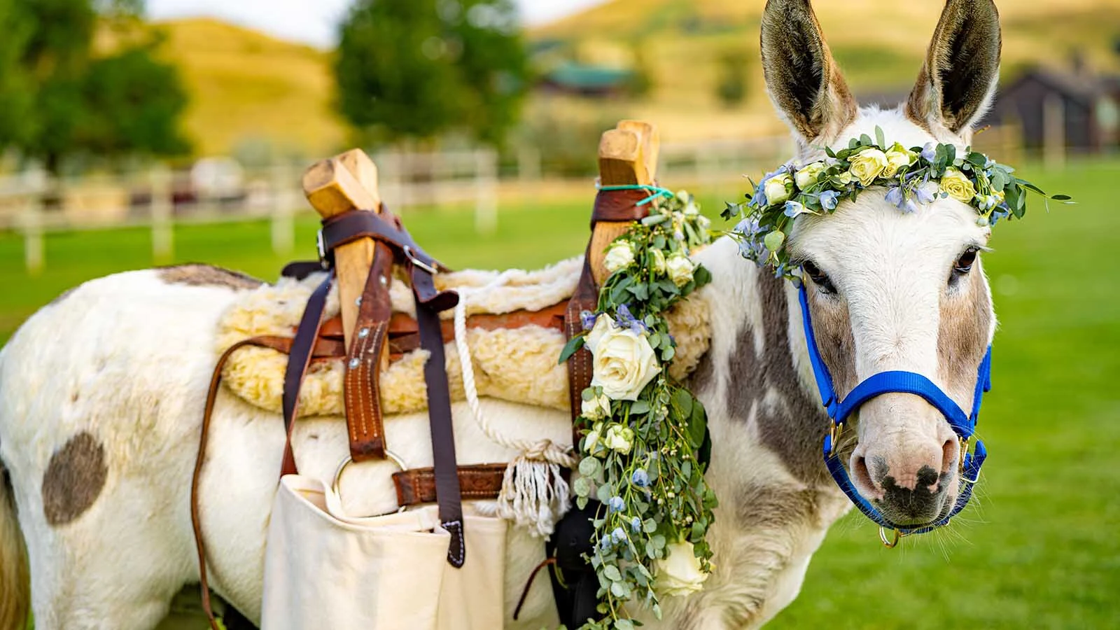 A rescued miniature donkey named Miguel is becoming one of Wyoming’s most in-demand wedding bartenders, and he only costs $400. Bartending burros are perfect for Wyoming, where people appreciate livestock and beer.