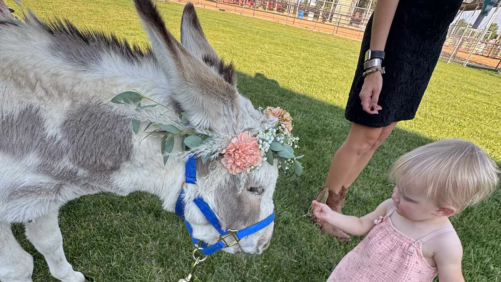 A rescued miniature donkey named Miguel is becoming one of Wyoming’s most in-demand wedding bartenders, and he only costs $400. Bartending burros are perfect for Wyoming, where people appreciate livestock and beer.