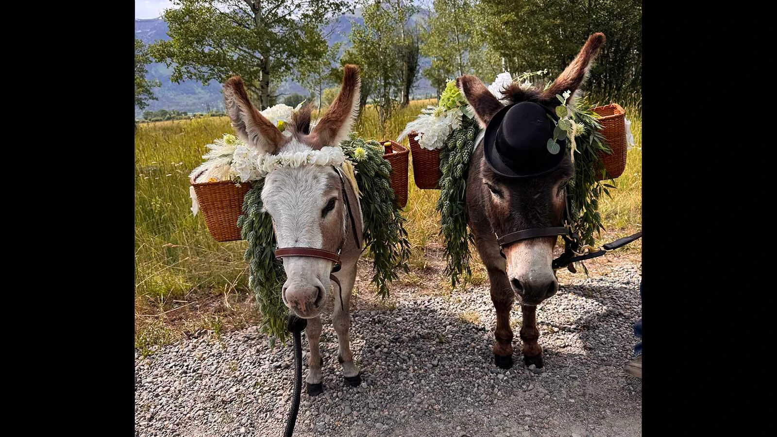 A rescued miniature donkey named Miguel is becoming one of Wyoming’s most in-demand wedding bartenders, and he only costs $400. Bartending burros are perfect for Wyoming, where people appreciate livestock and beer.
