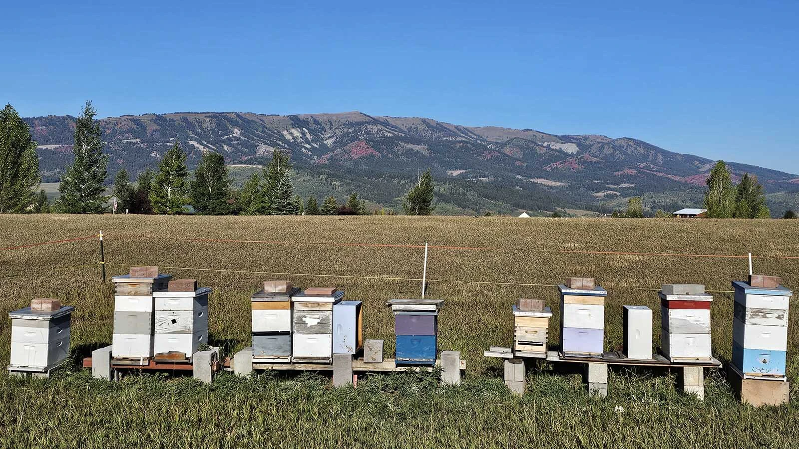 A row of honeybee hives lines the Wyoming Honeybee and Pollinator Program's teaching apiary near Etna in Lincoln County, with the Wyoming Range rising in the background. The site serves as a hands-on classroom for beekeepers from across the state.