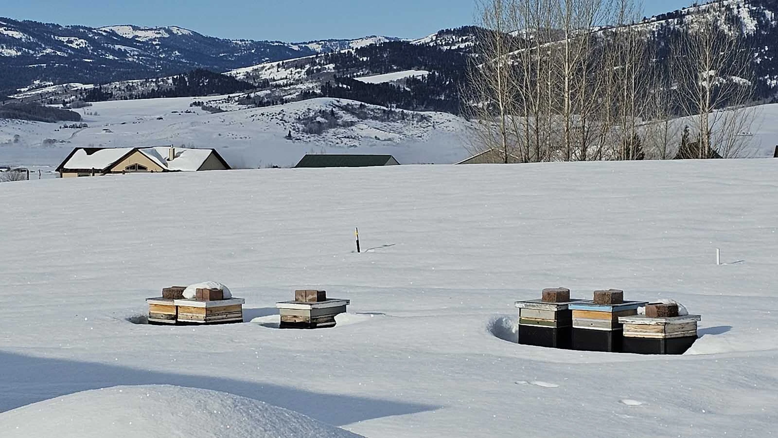 Snow blankets the Wyoming Honeybee and Pollinator Program apiary near Etna in Lincoln County on a typical February day, where honeybee colonies spend months clustered inside their hives surviving winter temperatures that can plunge well below zero.