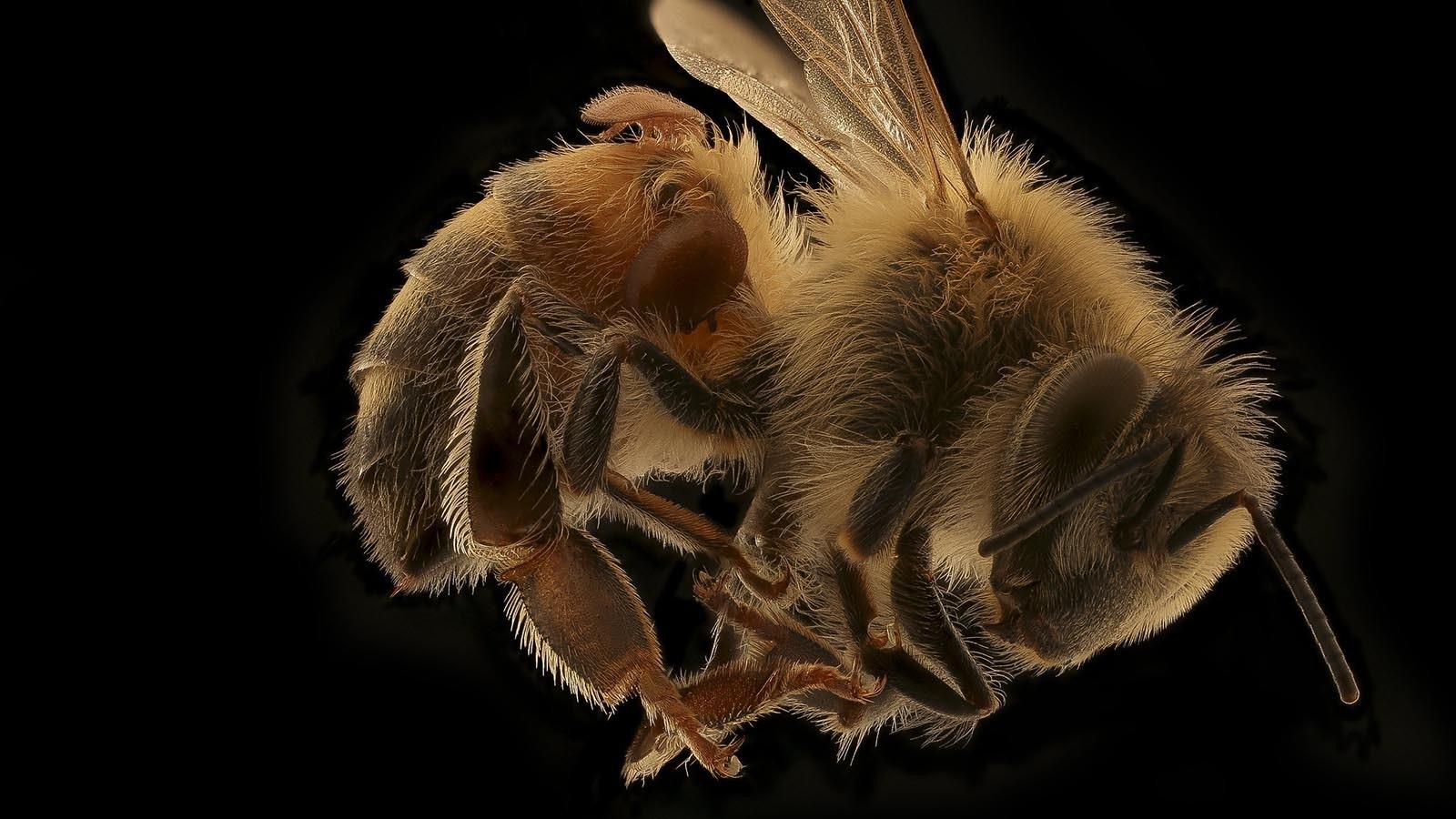 The western honeybee, Apis mellifera. The genus name Apis is Latin for “bee”, and mellifera is Latin for “honey-bearing” or “honey-carrying.”