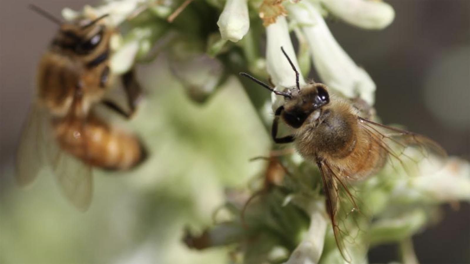 Honeybee pollinating.