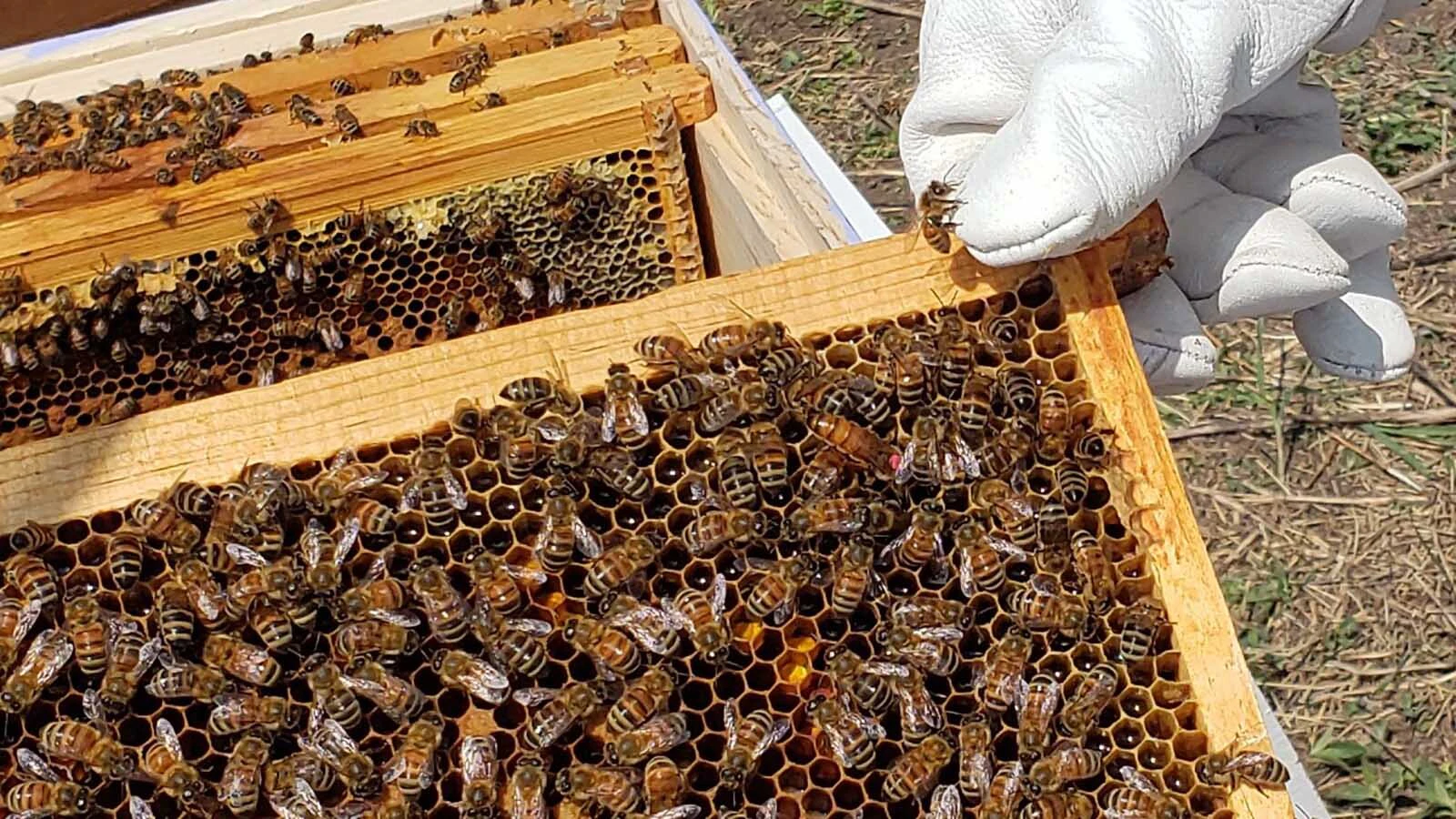 Pollen, nectar, capped larvae, nurse bees, and the queen living her best life.