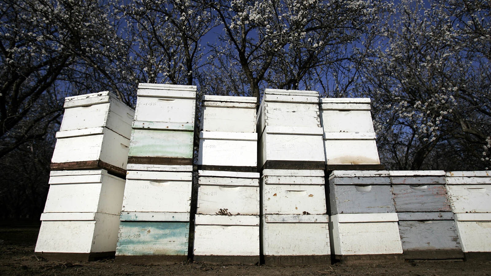 Beehives are placed near almond groves in California.