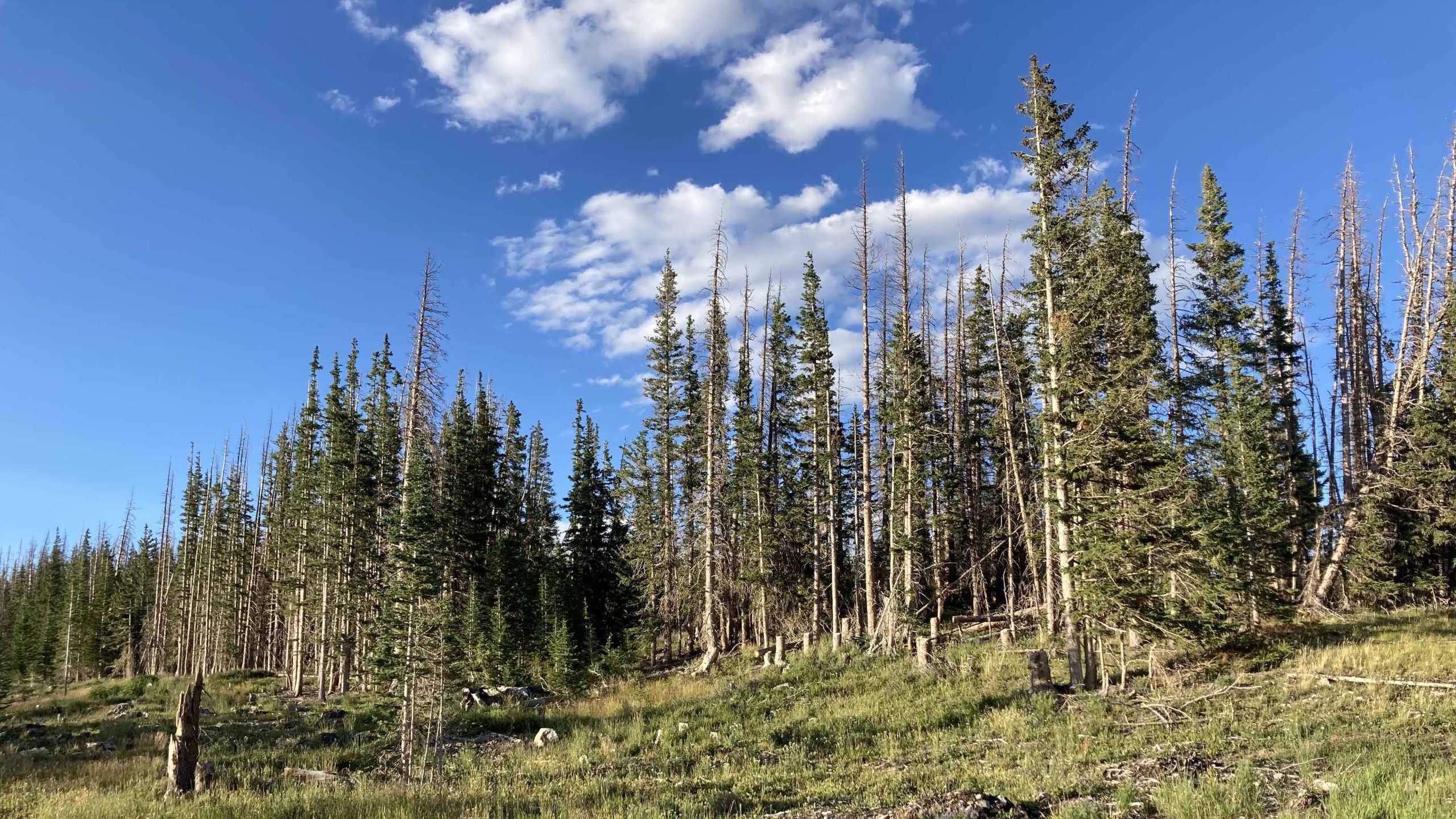 Beetle art 1 8 10 22 scaled