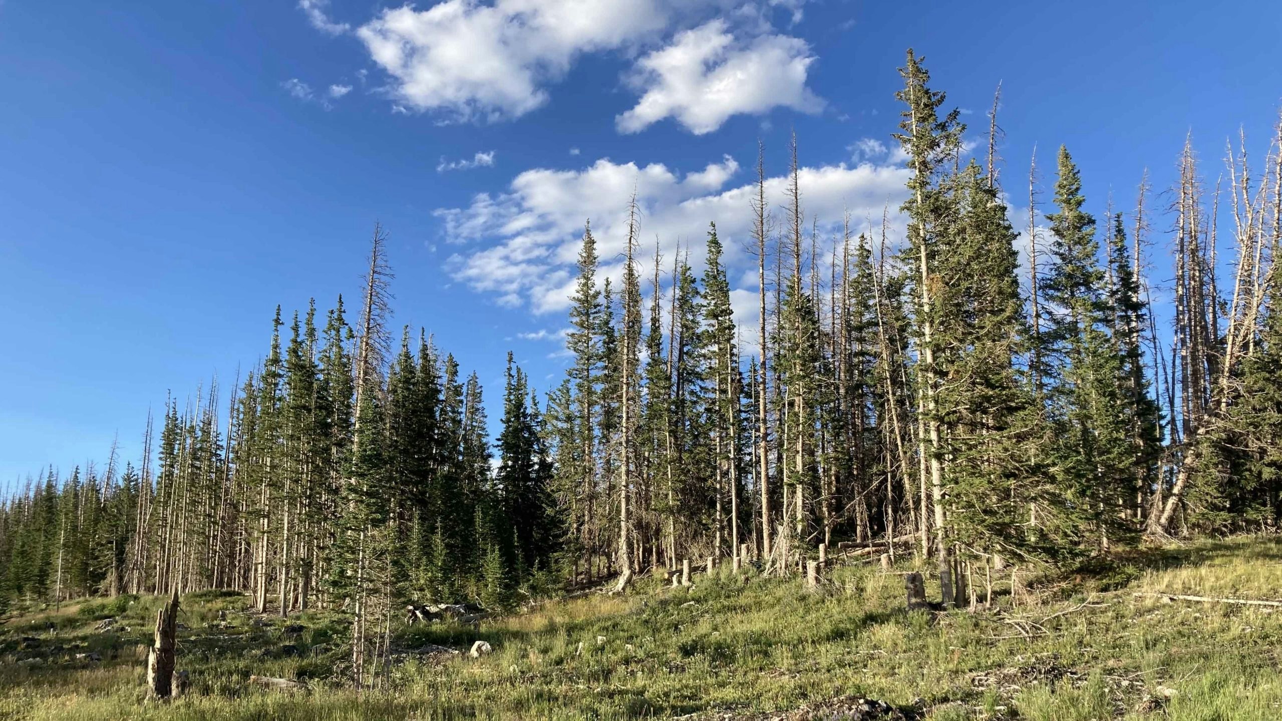 Beetle art 1 8 10 22 scaled