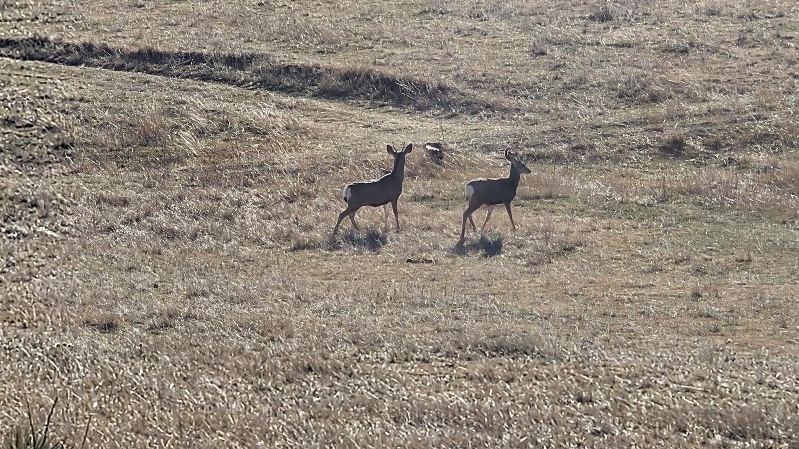 These two mule deer at the Belvoir Ranch didn't hang around too long.