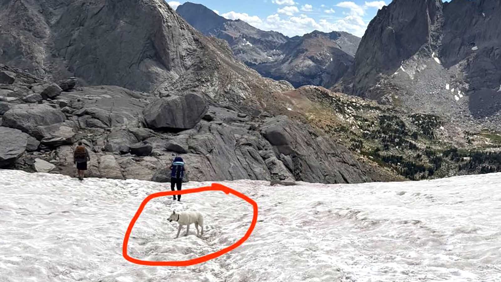 Beo, a 7-year-old Siberian husky, has been missing since he crossed a river during a family camping trip in the Wind River Mountains on Friday. People keep spotting Beo, but haven’t been able to catch him yet.