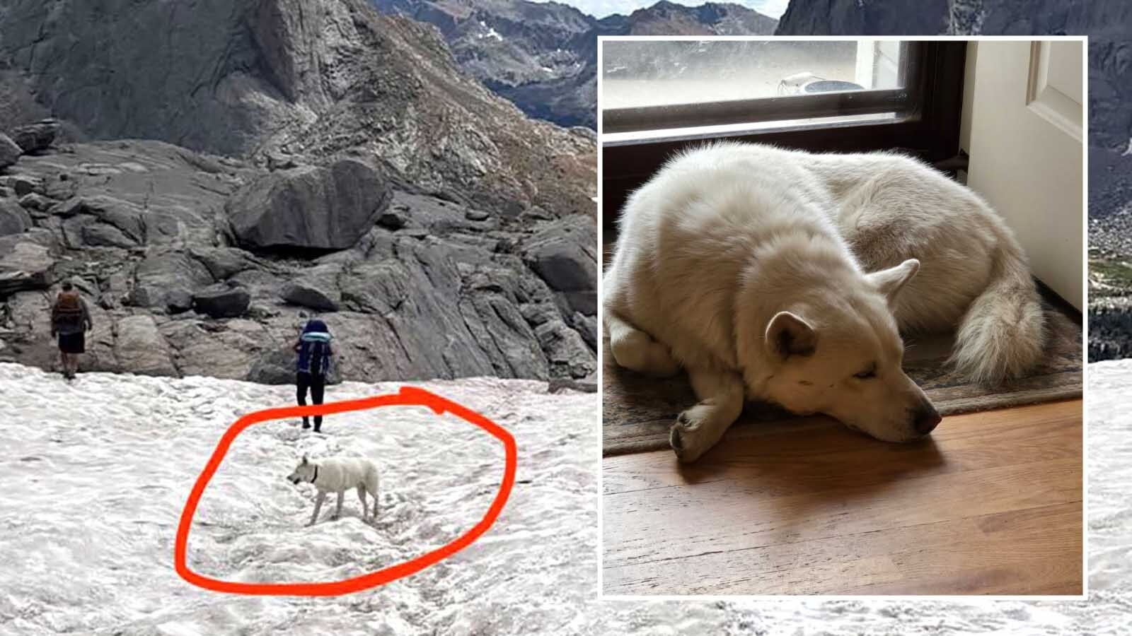 A week after a 7-year-old Siberian husky named Beo got lost in the Wind River Mountains while on a camping trip with his family, he was back in Cheyenne with his family Friday. He was found by a pair of hikers more than 55 miles from where he ran off.