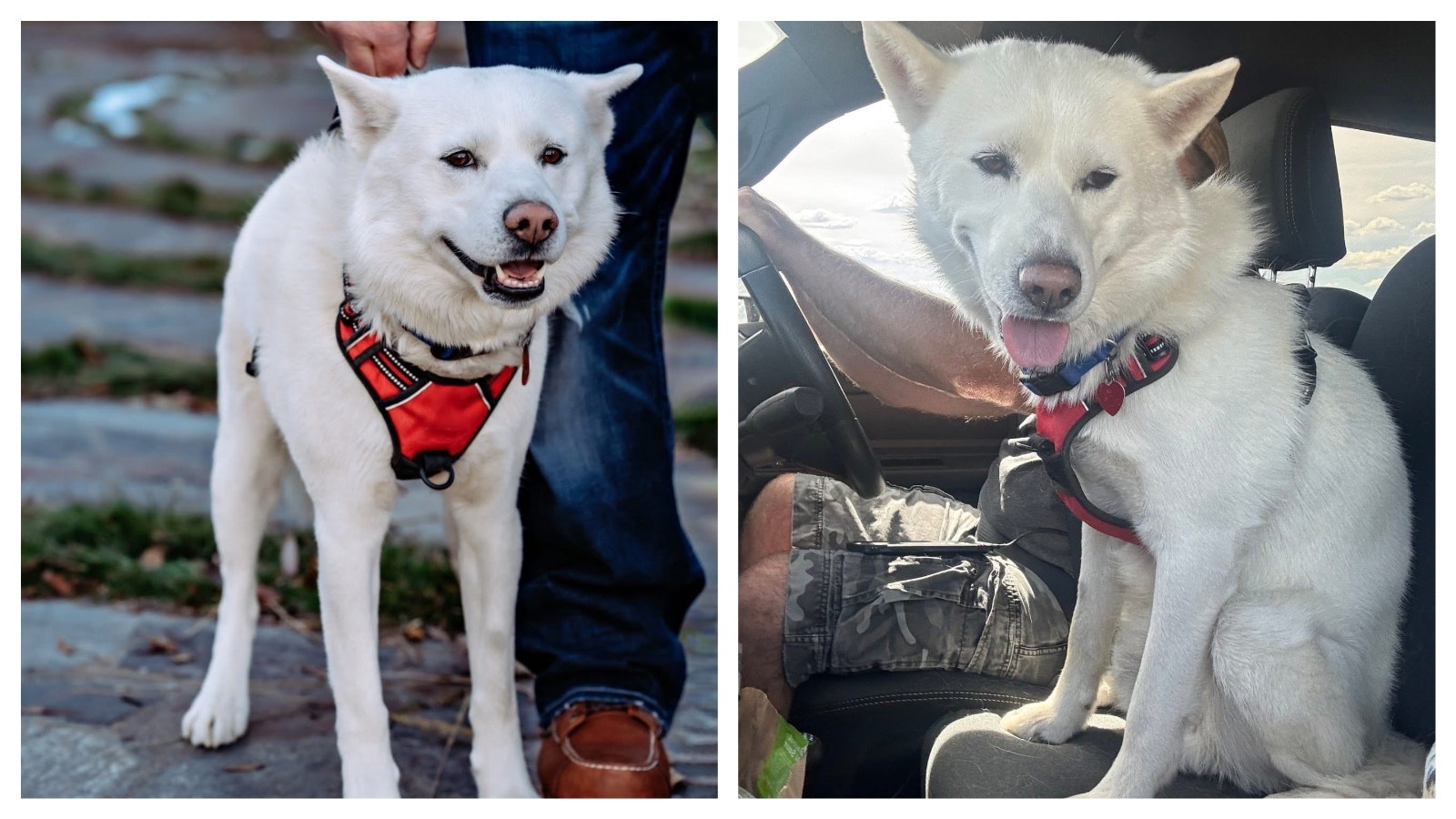 Beo, a 7-year-old Siberian husky, has been missing since he crossed a river during a family camping trip in the Wind River Mountains on Friday. People keep spotting Beo, but haven’t been able to catch him yet.