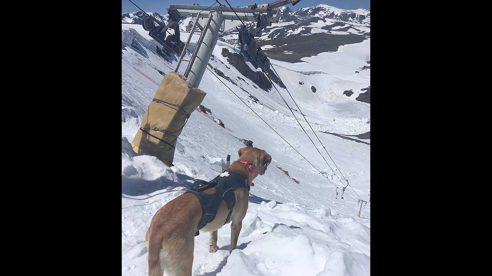 A ski patrol dog surveys the steep slopes.