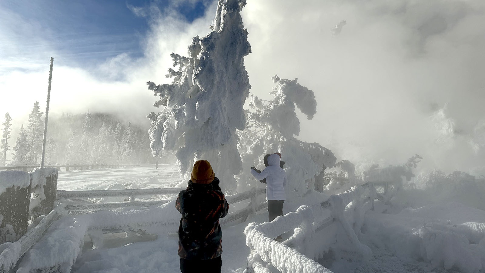 Rime front on one of the trees adjacent to Beryl Spring in Yellowstone National Park. Steam from Beryl Spring accumulates on the tree branches and freezes into spectacular, windblown shapes that make Bery Spring a popular winter stop in the park.