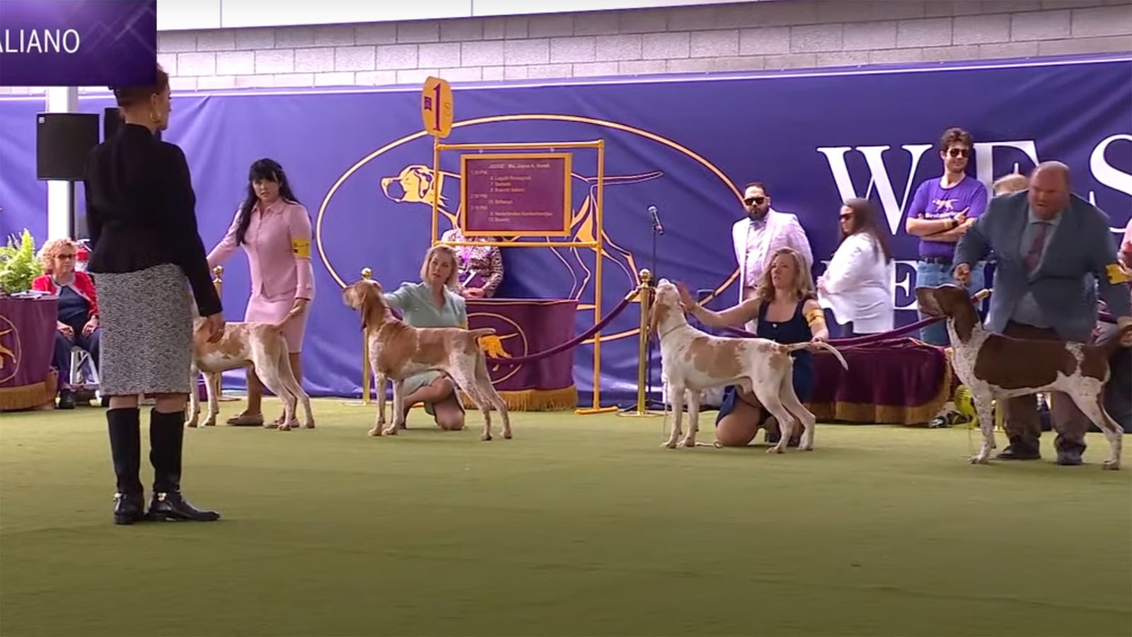 A screenshot from the Westminster Kennel Club Dog Show shows the beginning of competition for the Bracco Italiano breed. Rowan and handler, Natasha Wilson, are second from left.