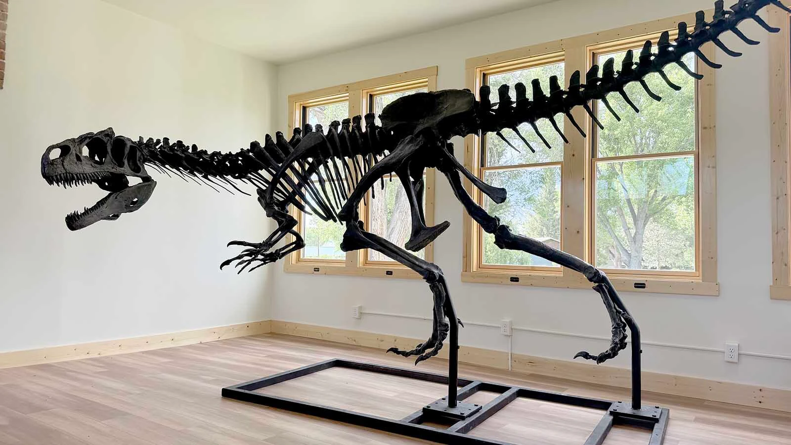 "Big Al" the Allosaurus in the Historic Red Shell Schoolhouse. The famous dinosaur will be the centerpiece exhibit when the Wild West Dino Den opens to the public on June 27. 