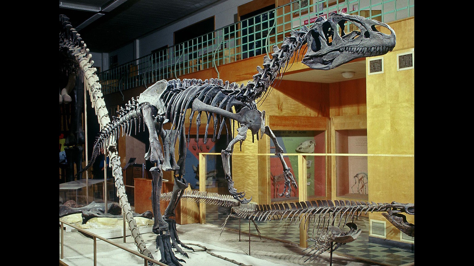 "Big Al" is a 93% complete Allosaurus skeleton found near Shell, Wyoming, more than 30 years ago.