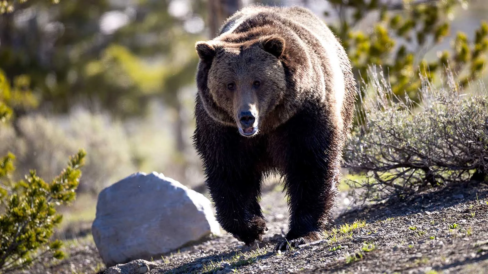 This large male grizzly was recently pursuing a female bear near the roadside in Yellowstone National Park. Some worry that wildlife location apps for smart phones will attract mobs of onlookers to such scenes.