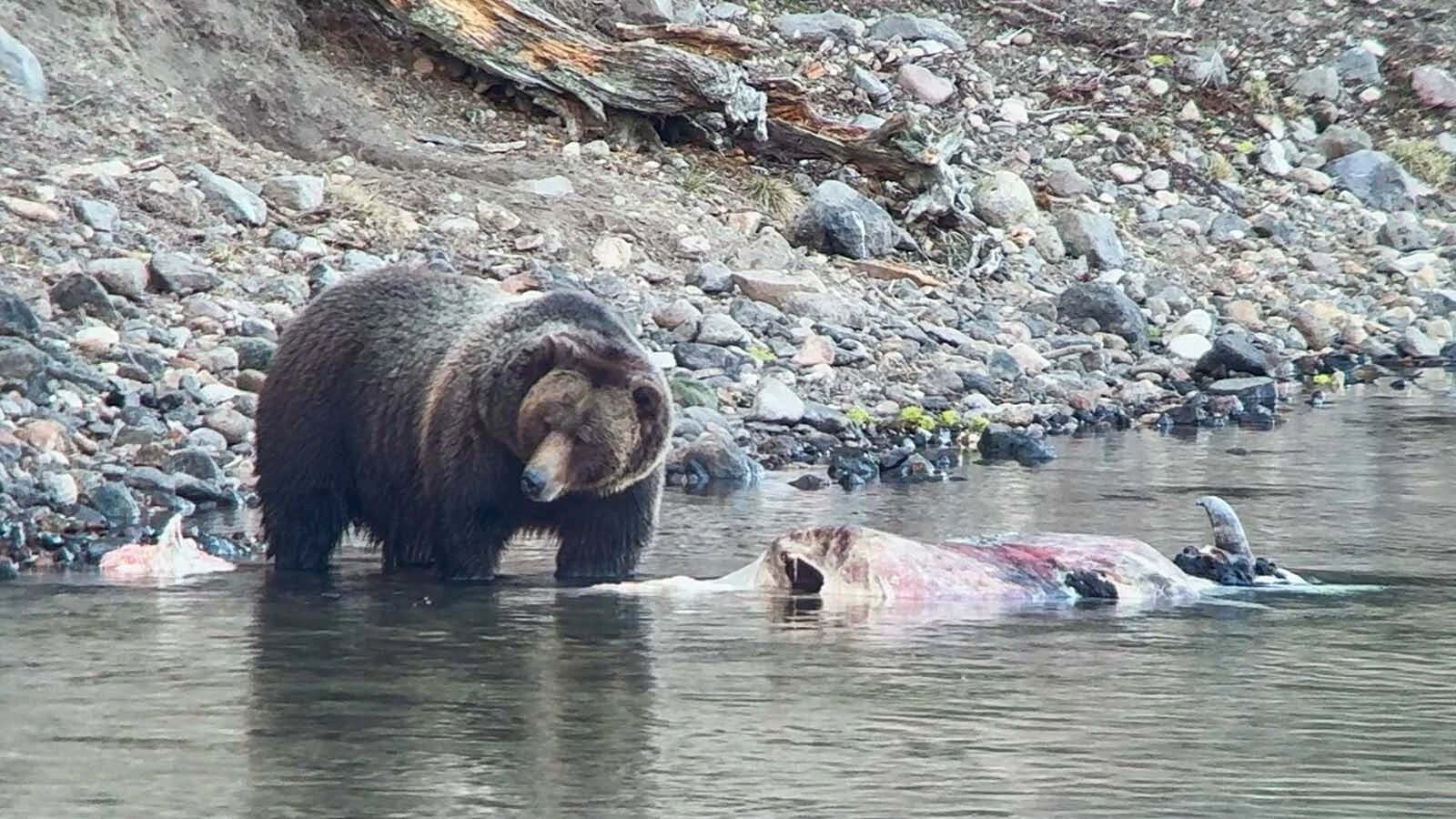 This grizzly bear was one of several bears and wolves that gathered around a bison carcass in the Yellowstone River in Yellowstone National Park. Park rangers had to shut the area down Tuesday, because tourists were crowding the predators.