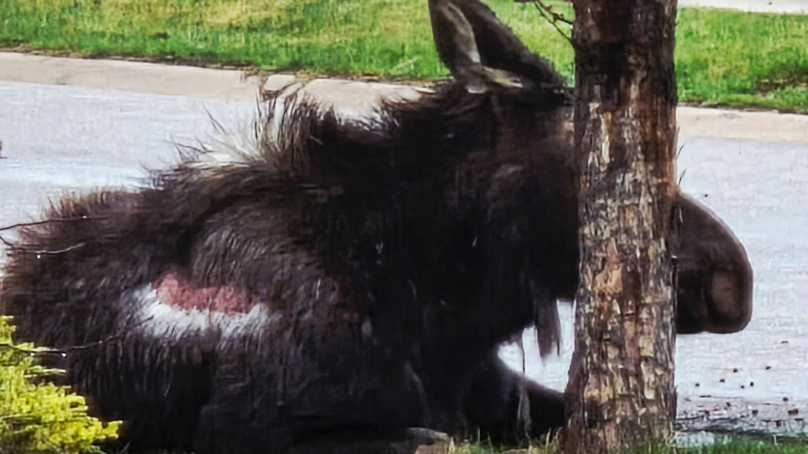 Big Betty, Evanston's neighborhood moose, as she appeared on April 1. The large parch of exposed skin on her side might look alarming, but Wyoming Game and Fish personnel didn't see anything to indicate the moose was ill, injured, or dying.