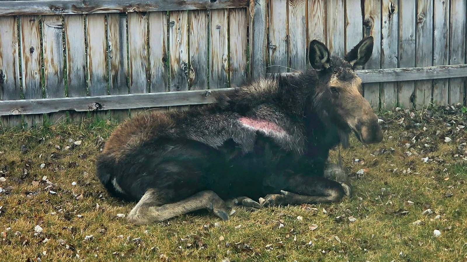 Big Betty, Evanston's neighborhood moose, as she appeared on April 1. The large parch of exposed skin on her side might look alarming, but Wyoming Game and Fish personnel didn't see anything to indicate the moose was ill, injured, or dying.