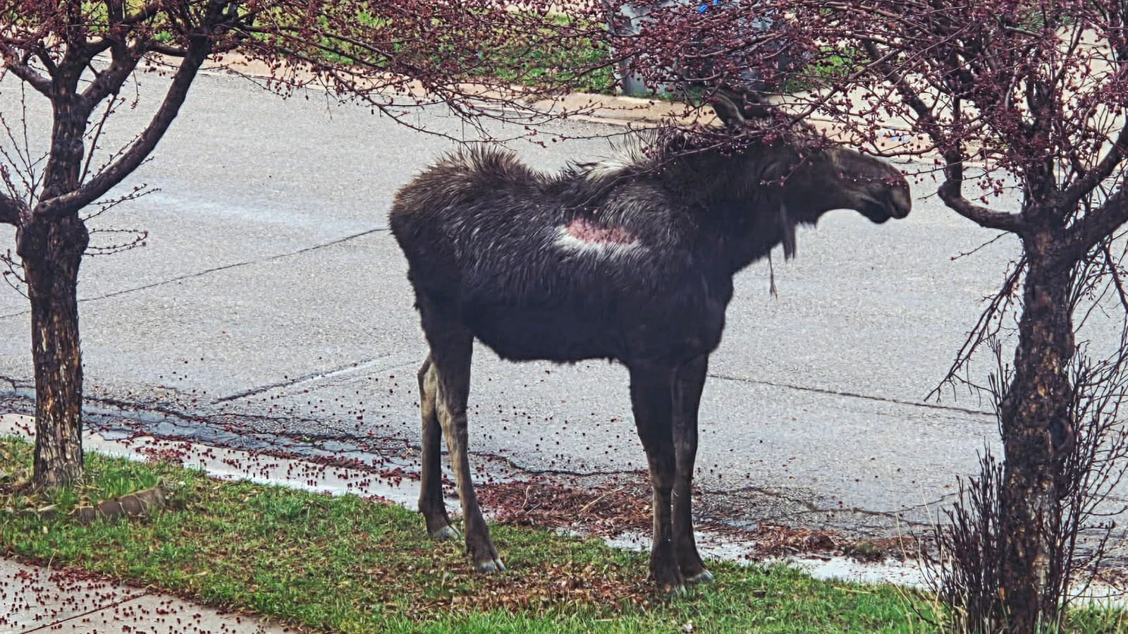 Big Betty, Evanston's neighborhood moose, as she appeared on April 1. The large parch of exposed skin on her side might look alarming, but Wyoming Game and Fish personnel didn't see anything to indicate the moose was ill, injured, or dying.