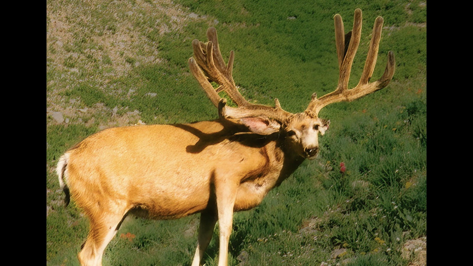 This photograph of a mule deer dubbed “Popeye” was taken in the Wyoming high country in 1996 and shows just what a monster of a buck he was. Popeye, along with the huge 1990s Wyoming bucks “Morty” and “Goliath” remain legends to this day.