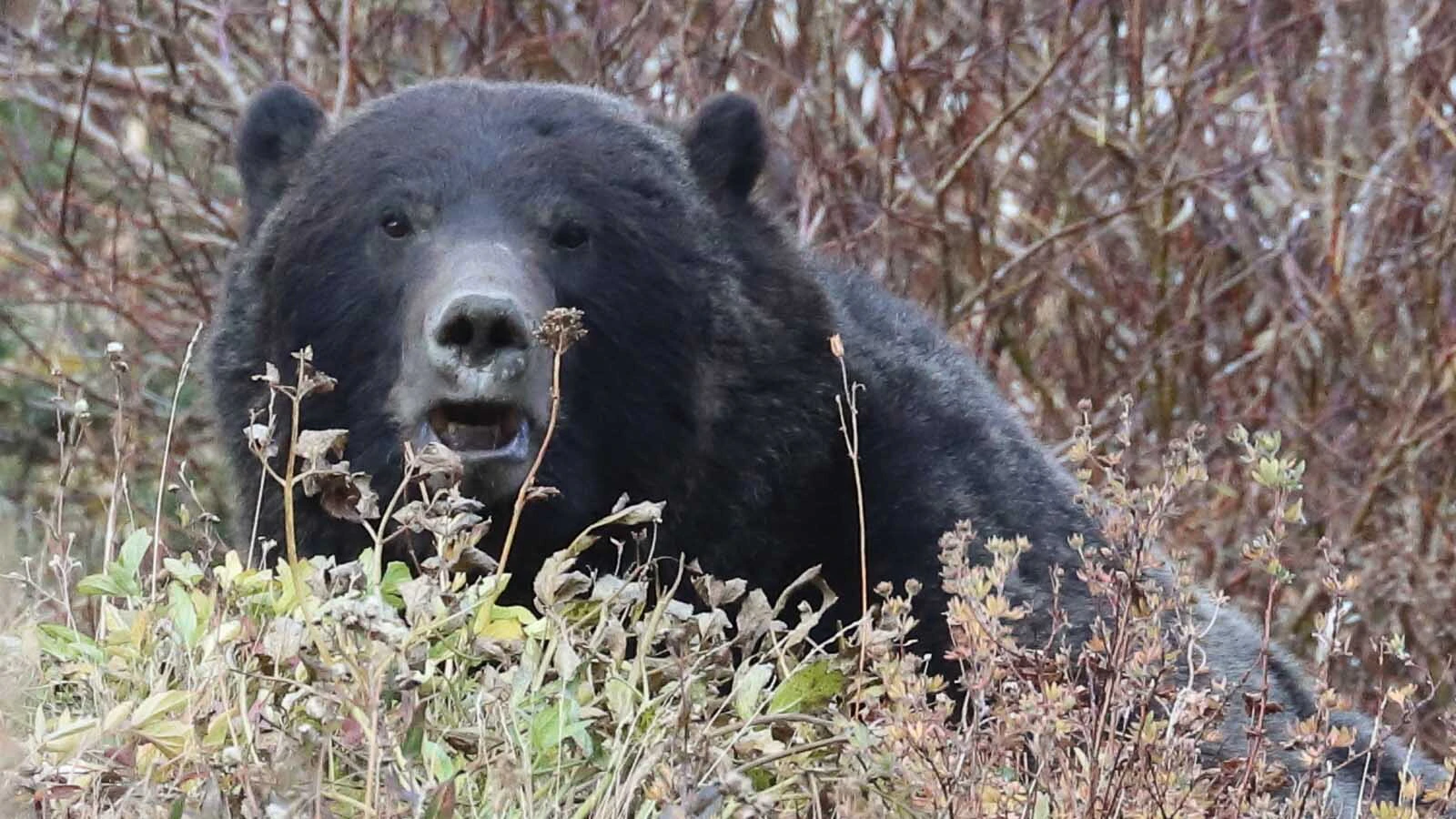 This large male grizzly was photographed this month in the backcountry of Glacier National Park. There have allegedly been two bear attacks in the park, one of them fatal.
