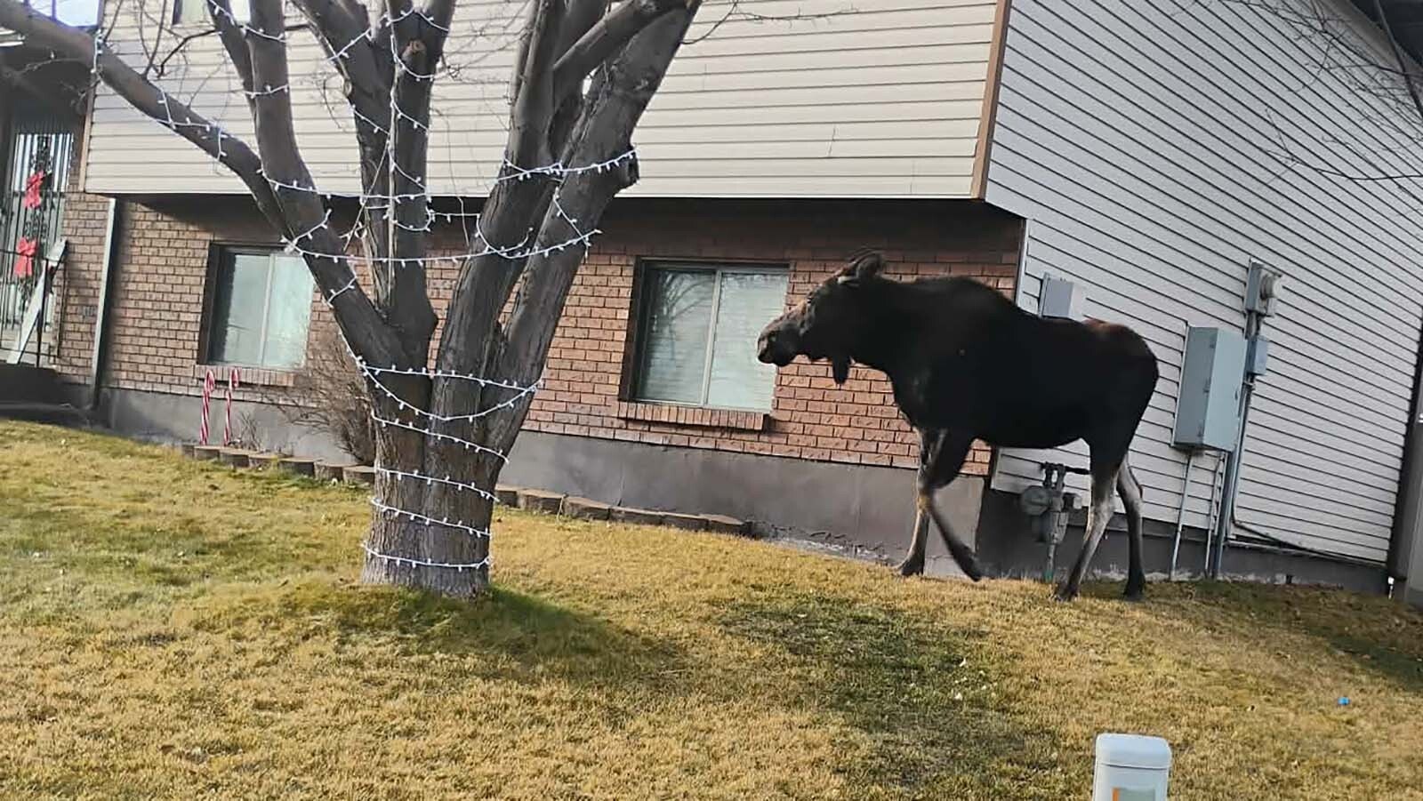 A cow moose that locals call “Big Betty” has been handing around Evanston. So far, she’s behaved herself, and wildlife agents haven’t been dispatched to catch her.