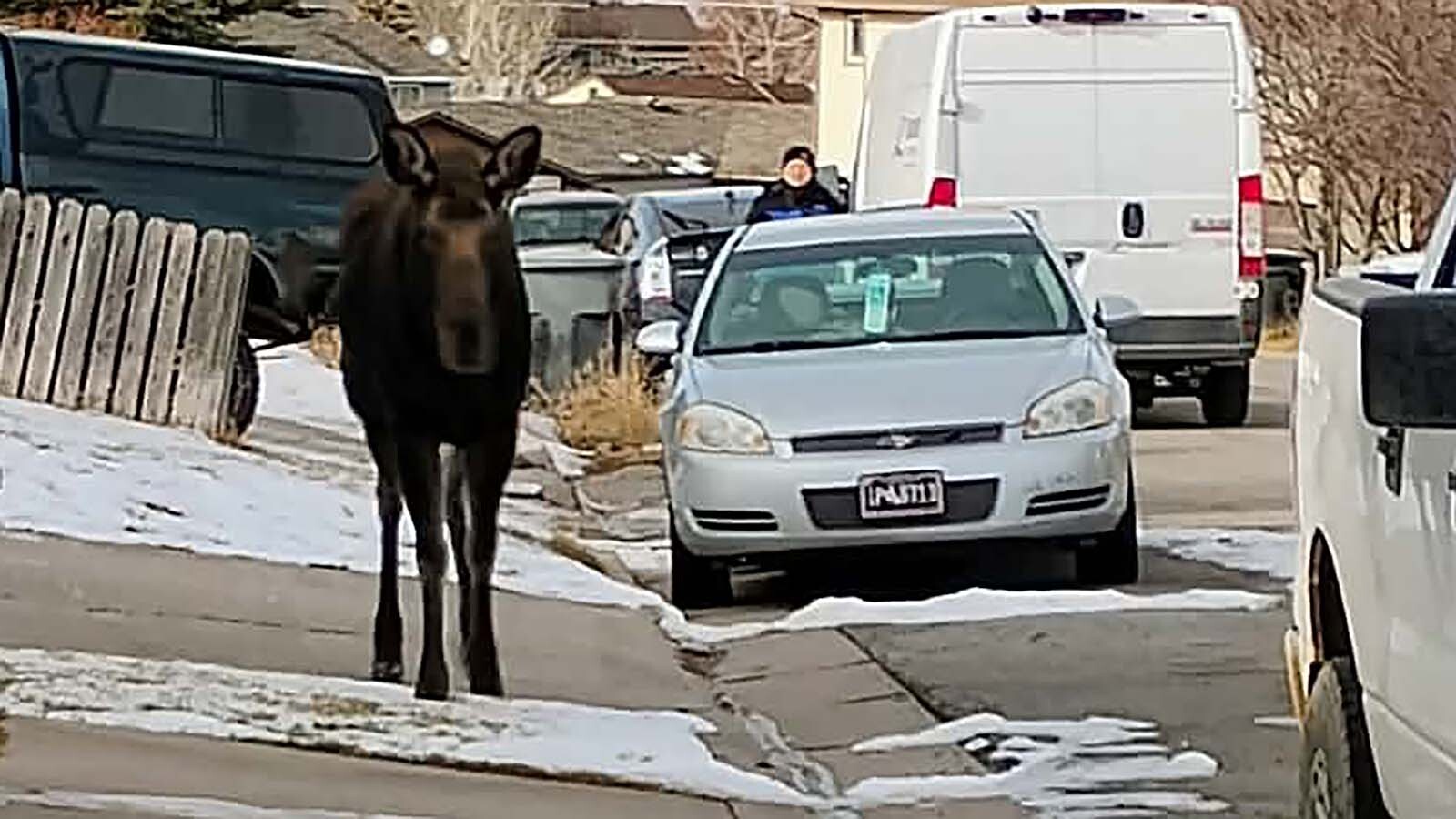 A cow moose that locals call “Big Betty” has been handing around Evanston. So far, she’s behaved herself, and wildlife agents haven’t been dispatched to catch her.