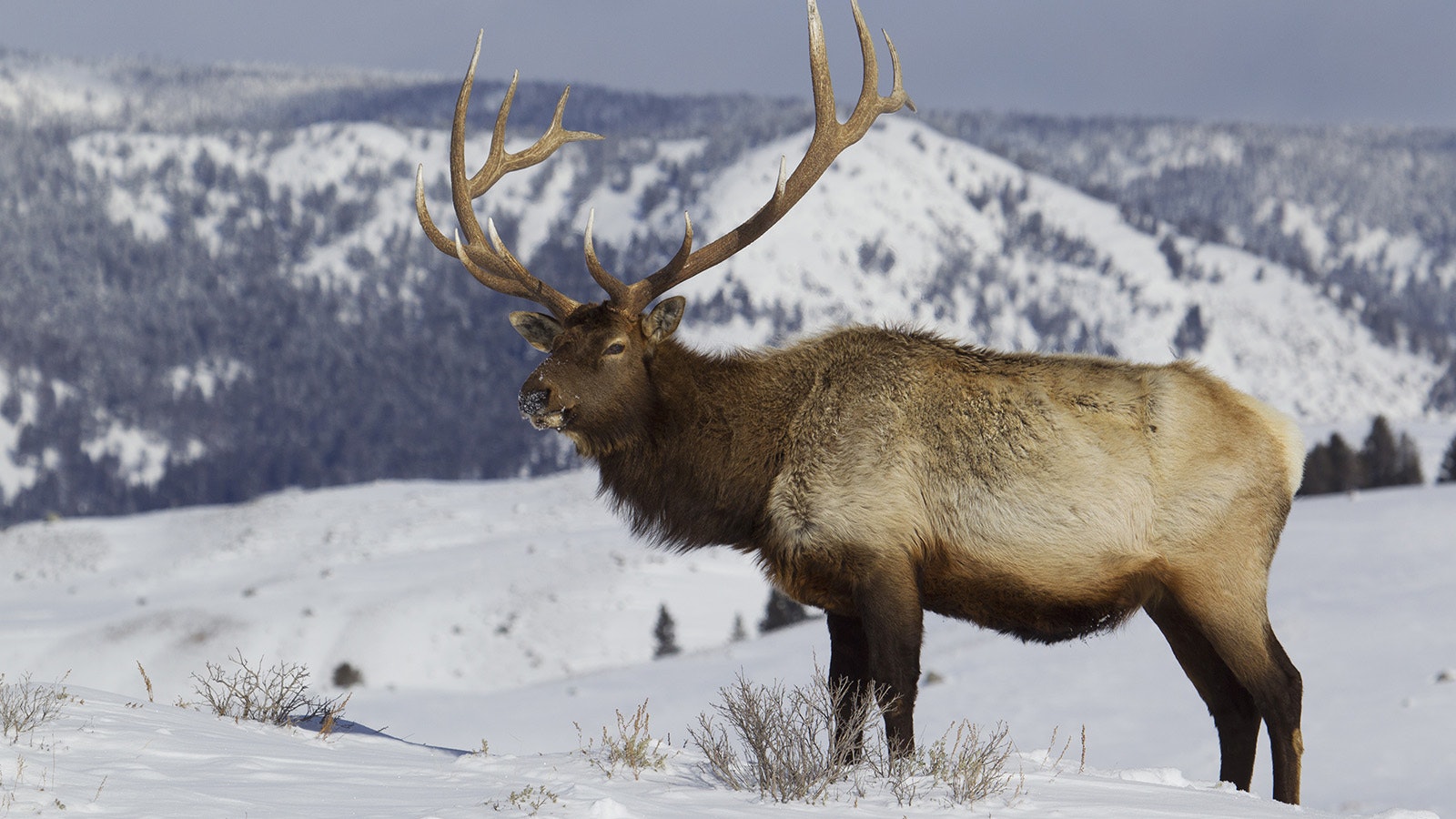 Even with elk tags pushing $2,000, people are still clamoring to hunt in Wyoming.
