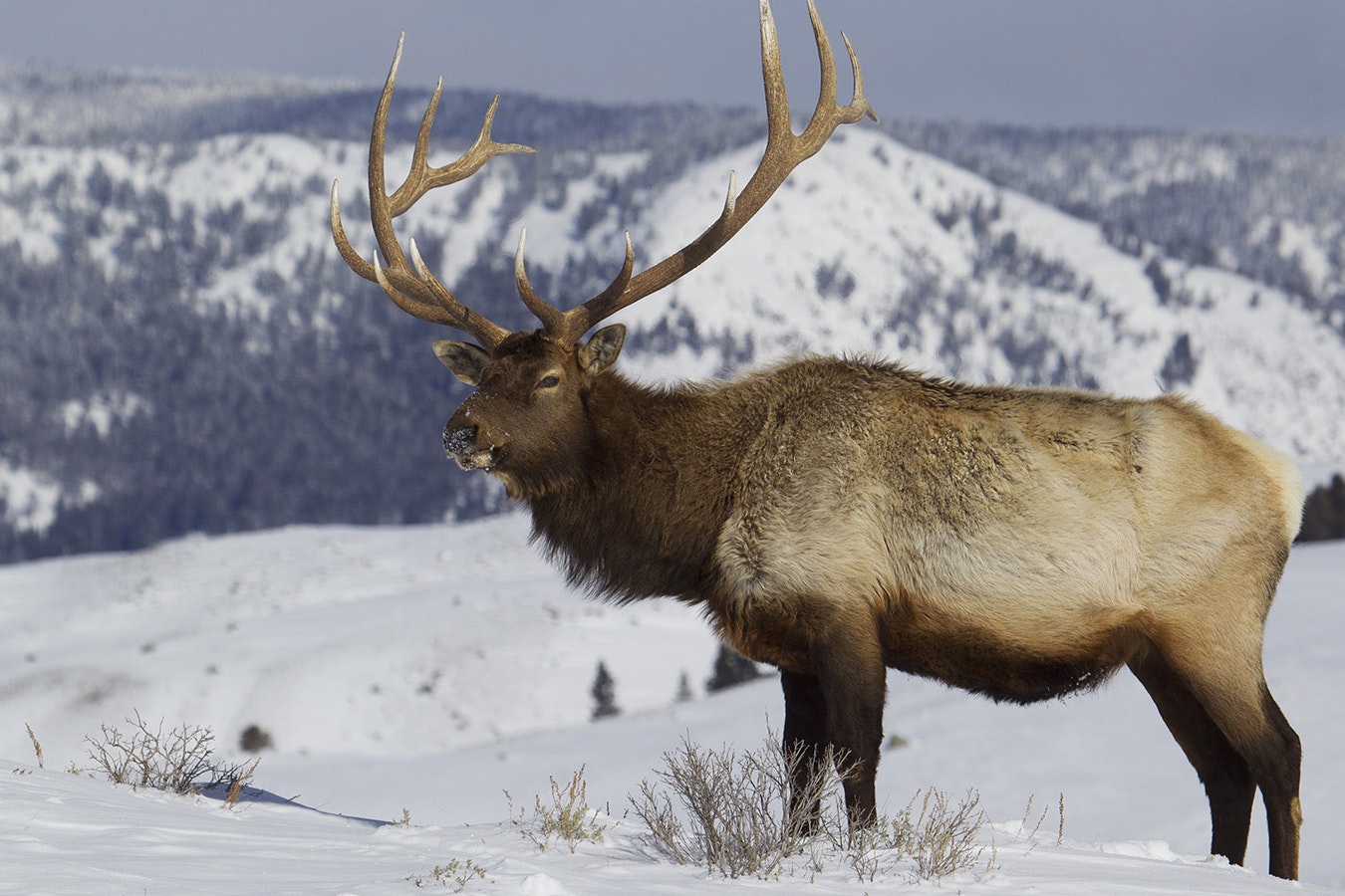 Even with elk tags pushing $2,000, people are still clamoring to hunt in Wyoming.