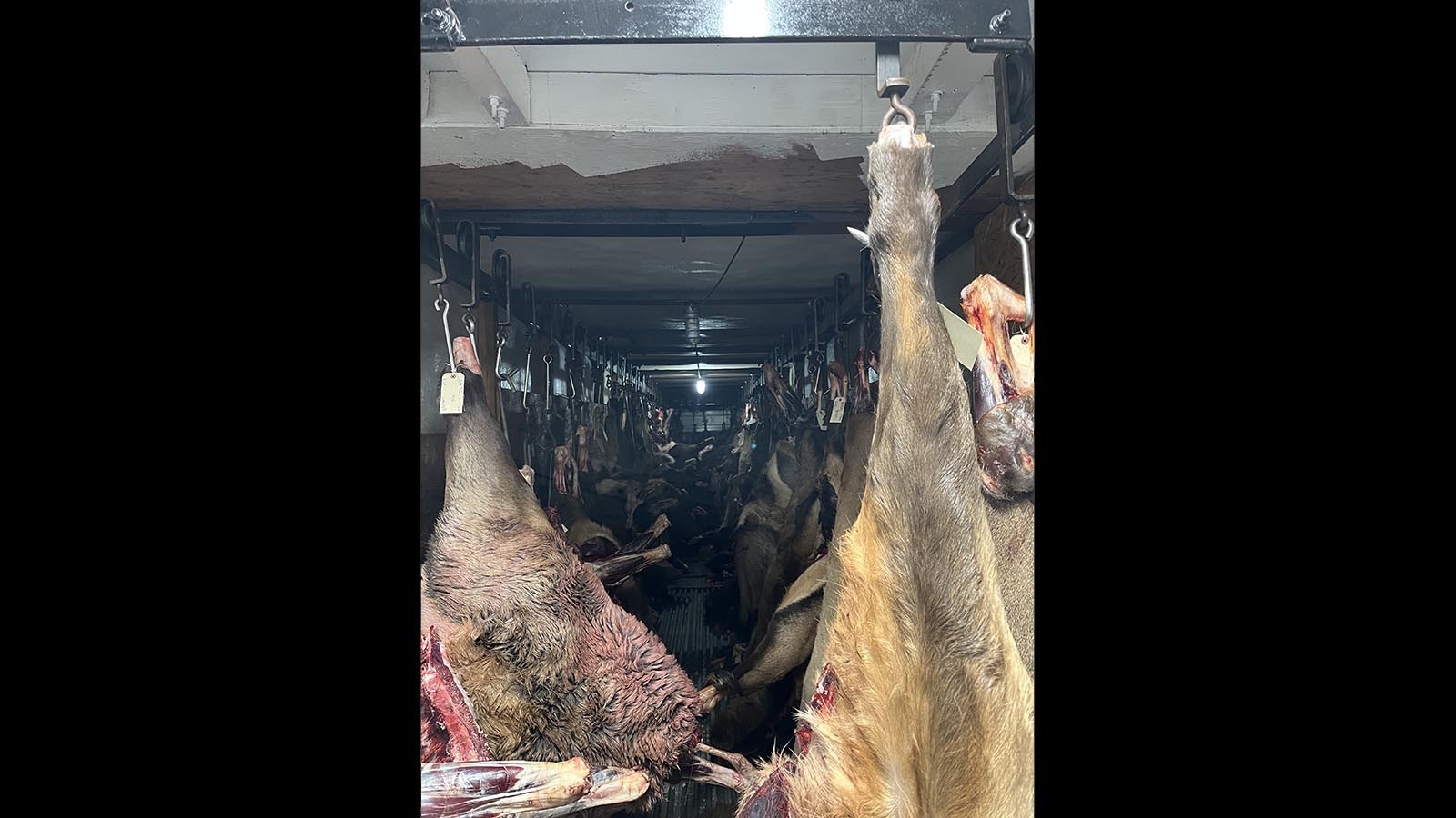 Big game carcasses await processing at Yellowstone Wild Game Processing near Bozeman, Montana.