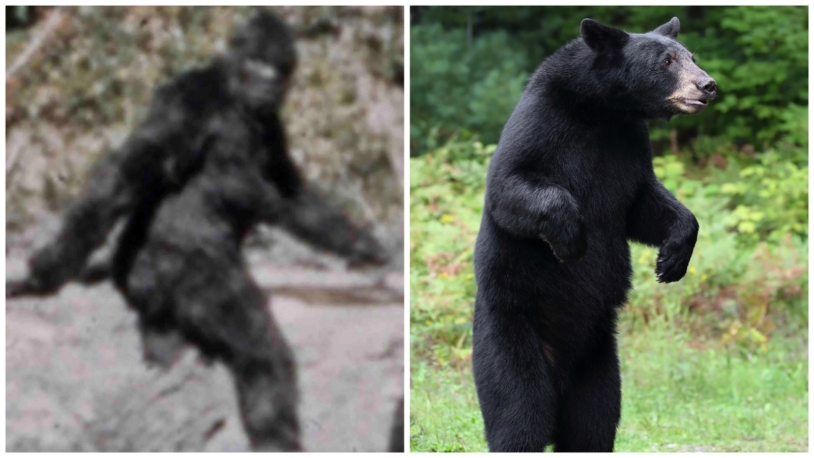 Bigfoot and black bear 4 24 24